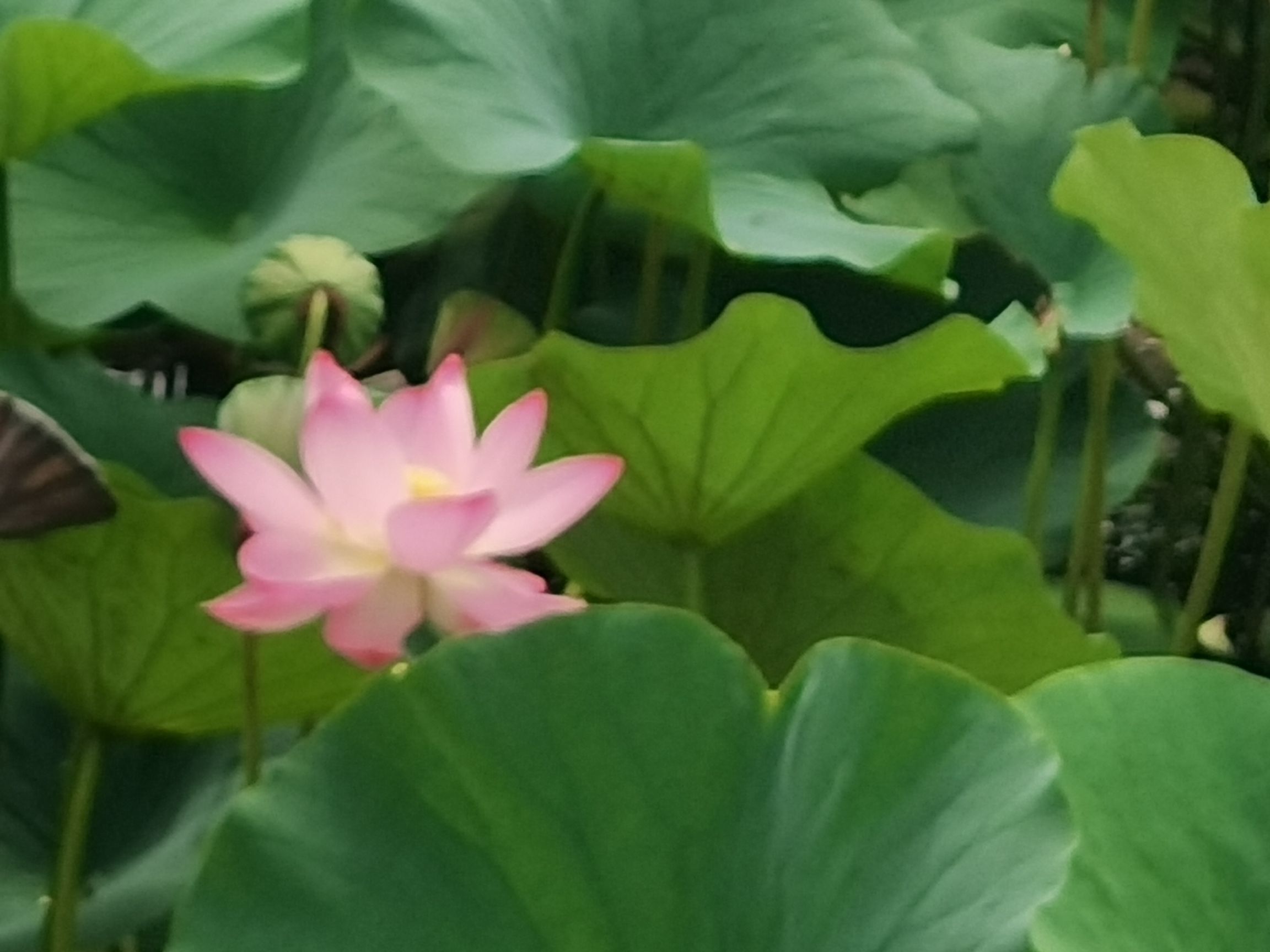 长白山植物园旅行图片 2