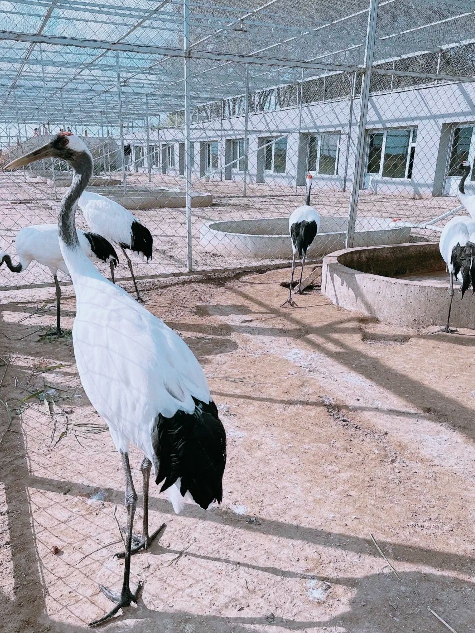 向海国家级自然保护区旅行图片 2