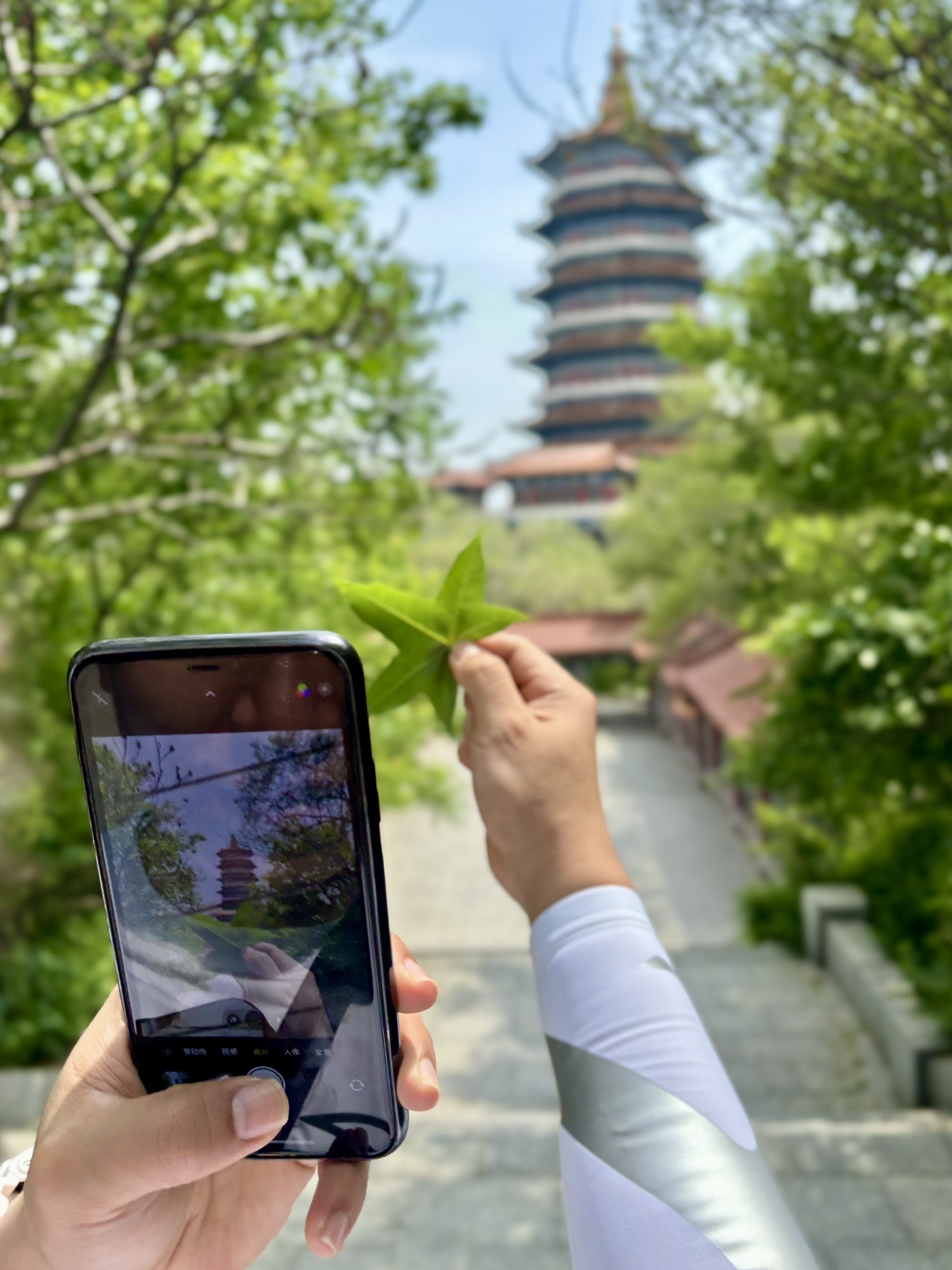 龙山公园旅行图片 1