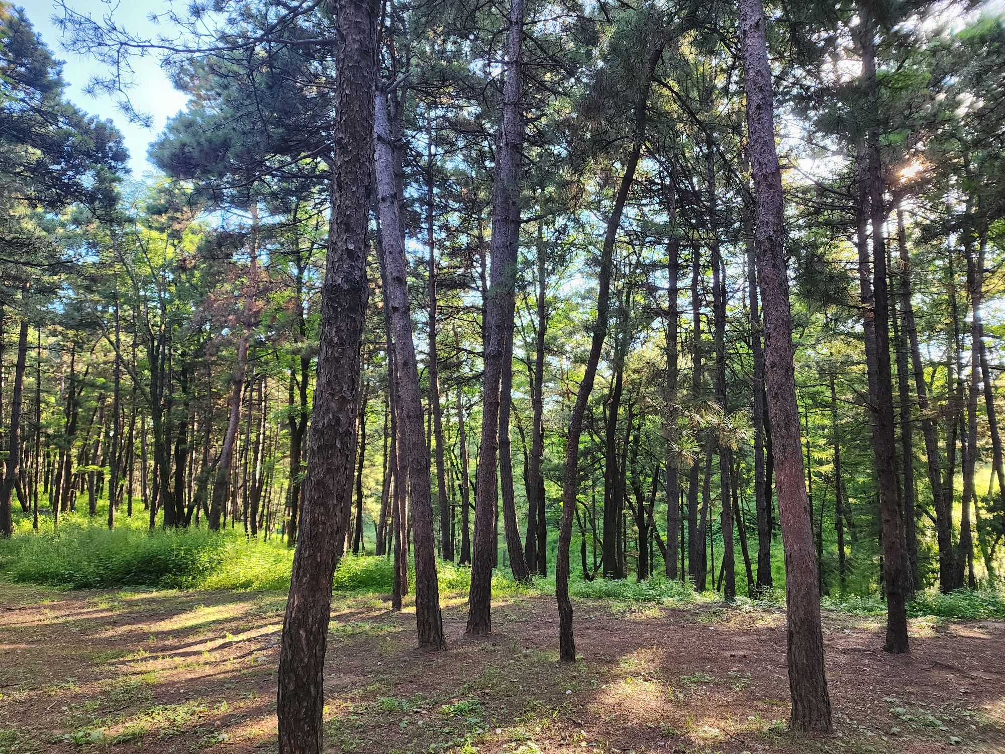 向阳山森林公园旅行图片 3