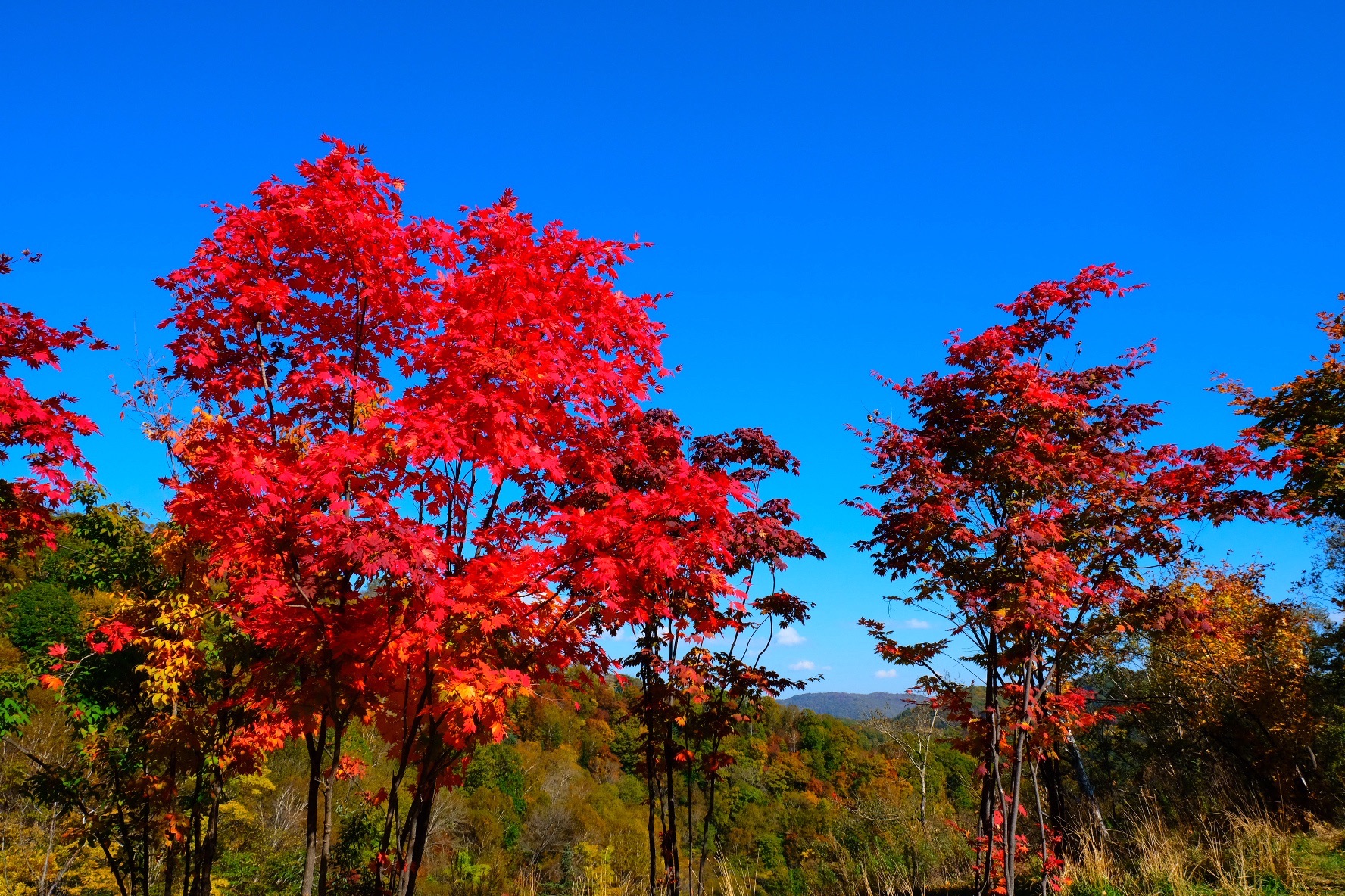 花山国家森林公园旅行图片 2