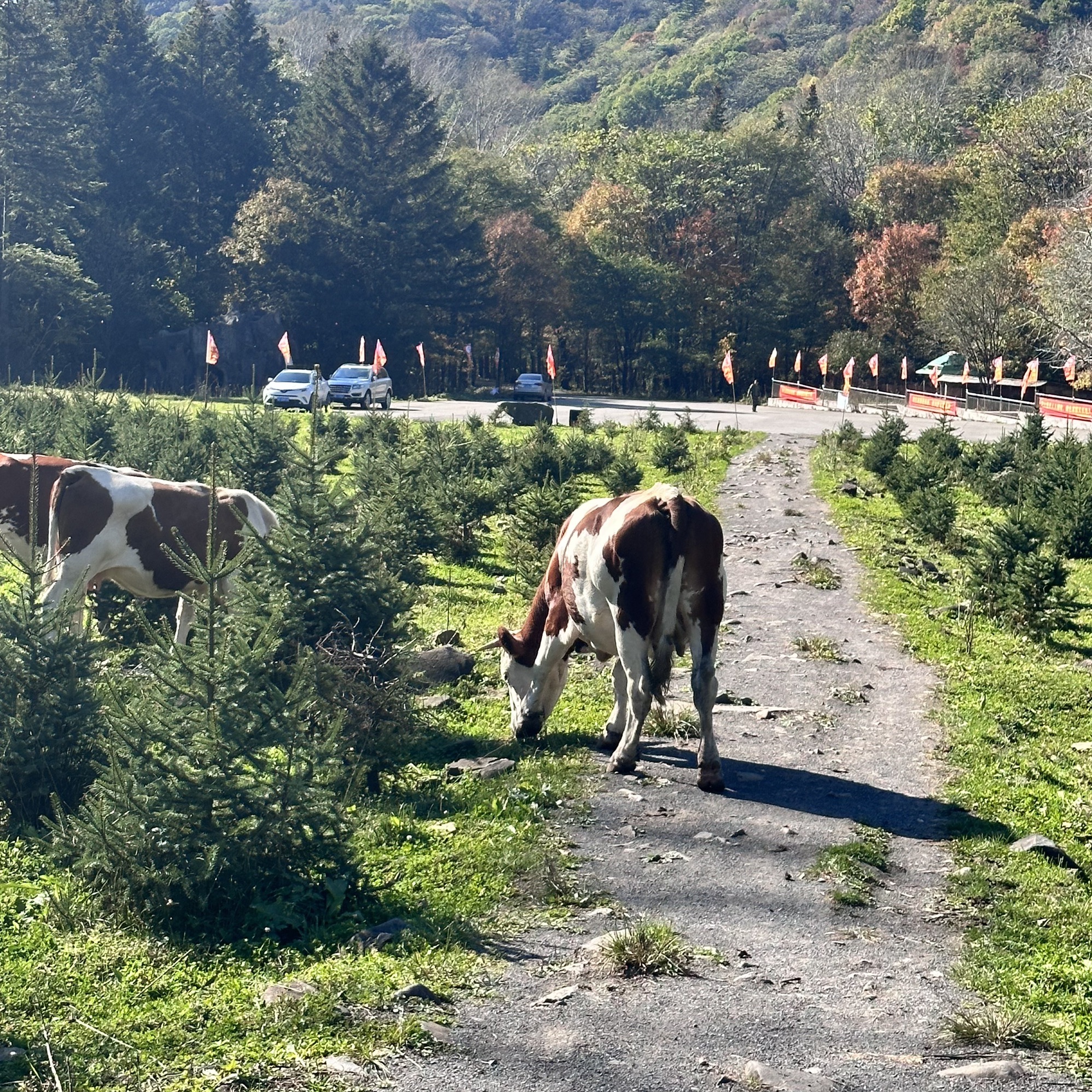 吉林干饭盆国家森林公园旅行图片 2