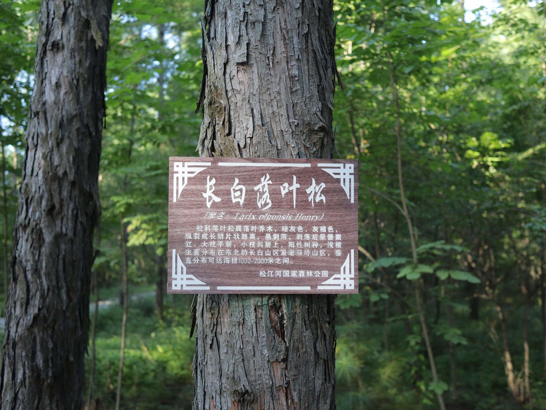松江河国家森林公园旅行图片 1