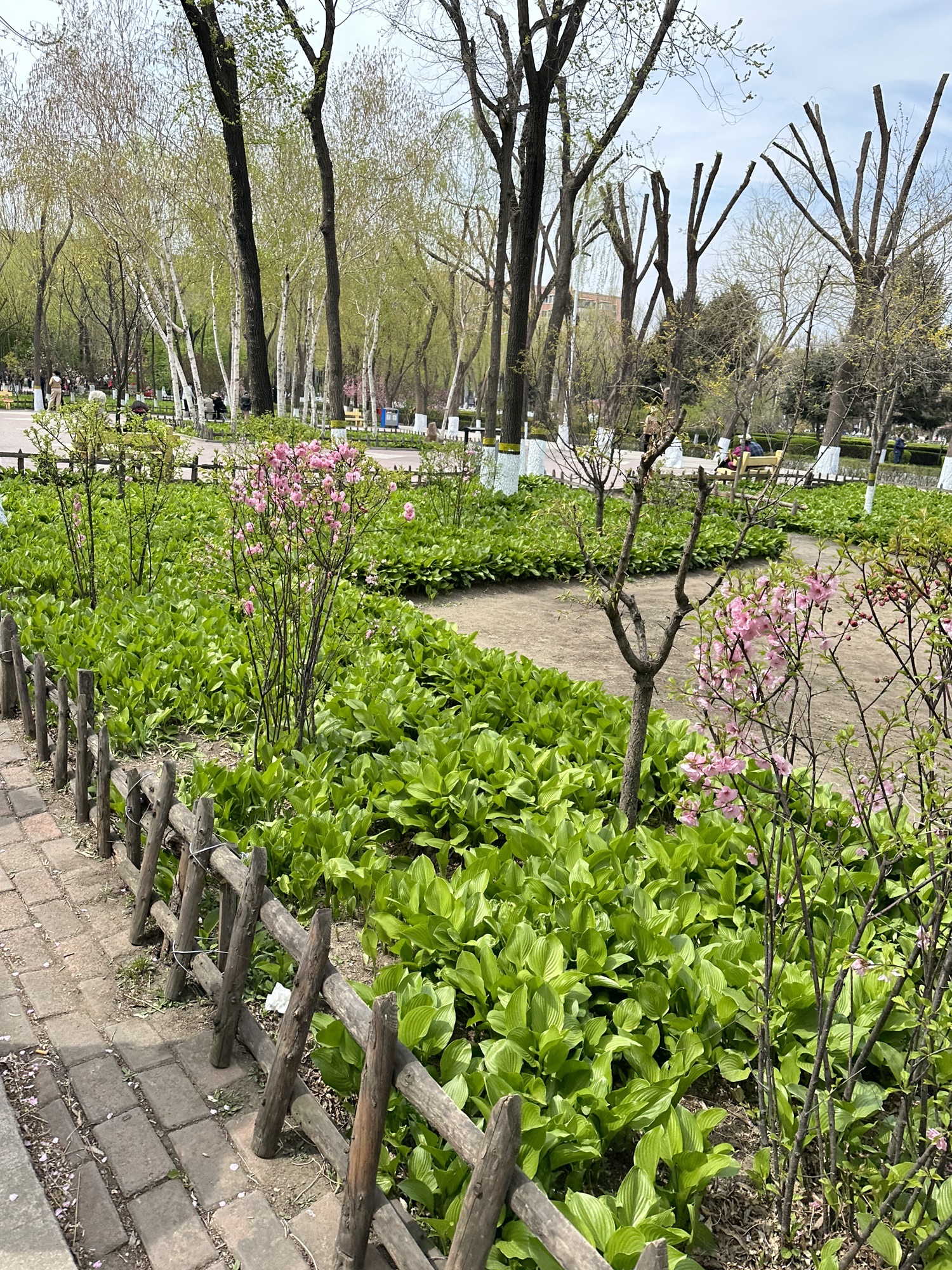 哈尔滨市道外区古梨园旅行图片 3