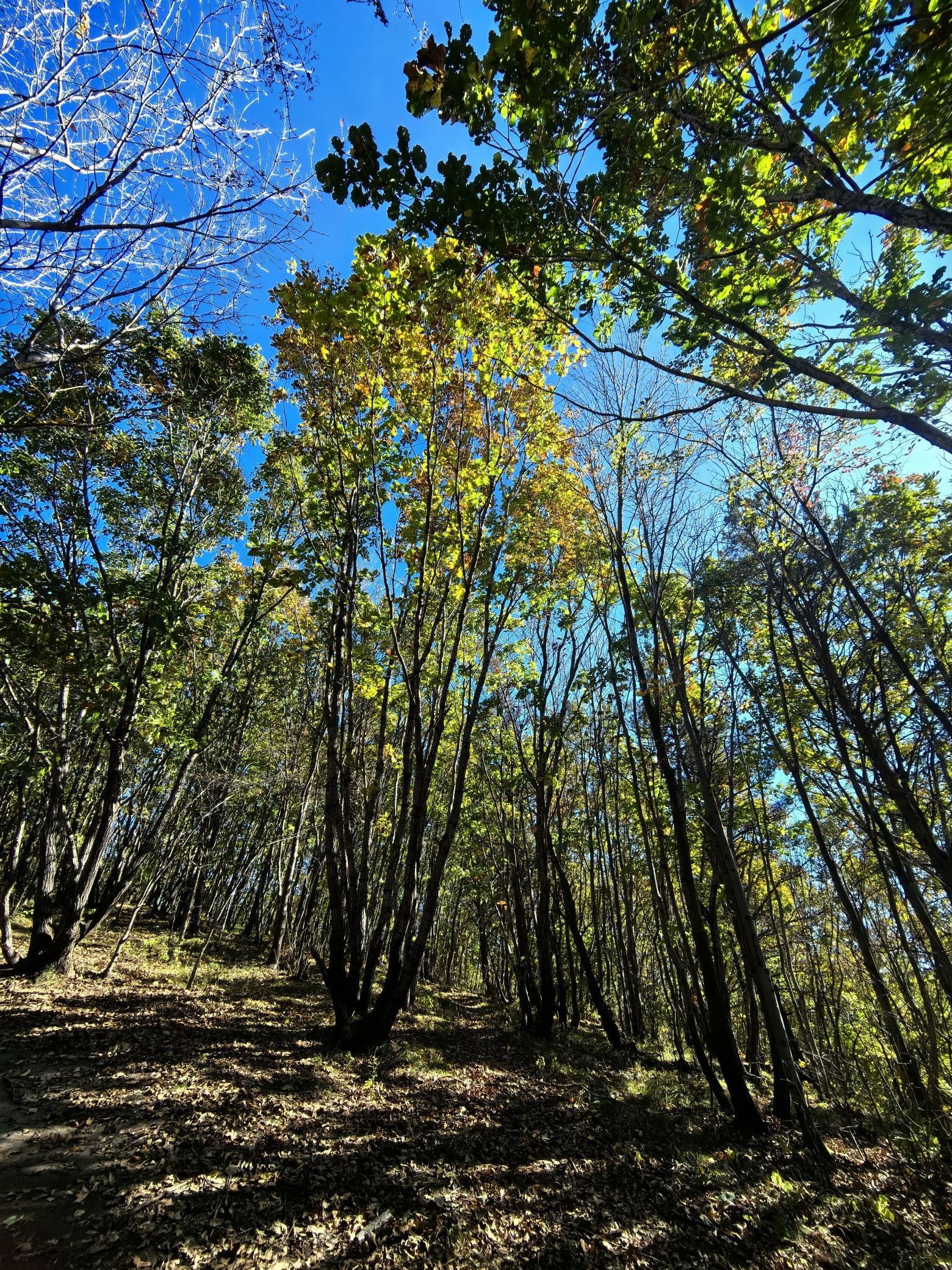 石咀山公园旅行图片 2