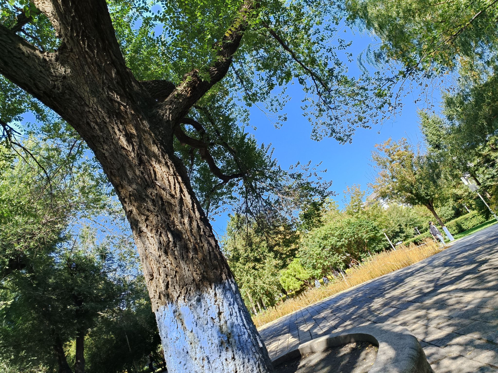 校友林旅行图片 2