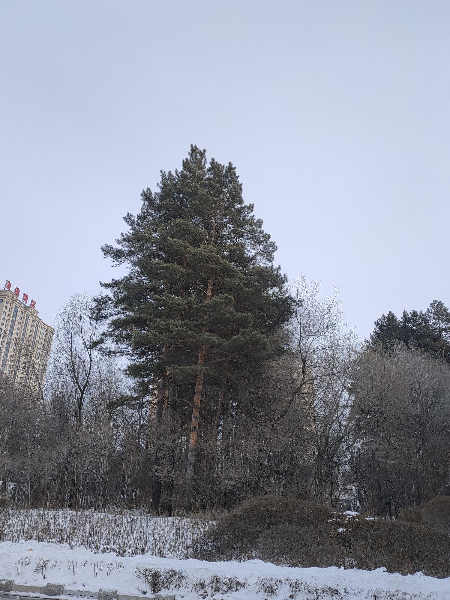 五常市金山公园旅行图片 1