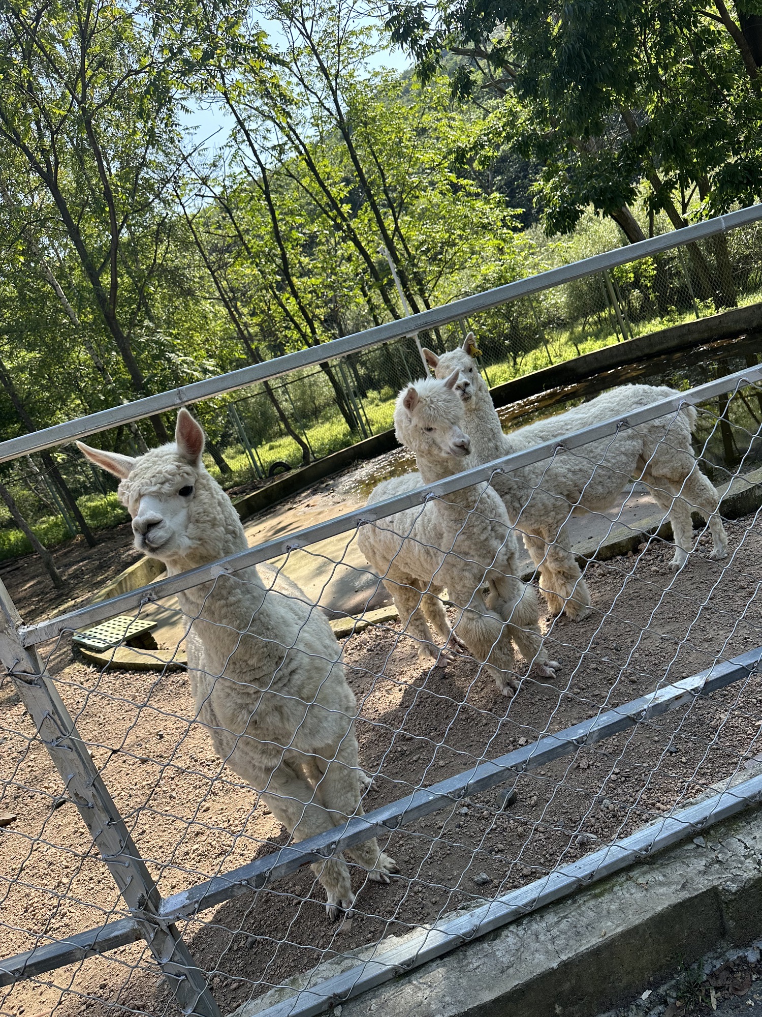 长寿国家森林公园旅行图片 3