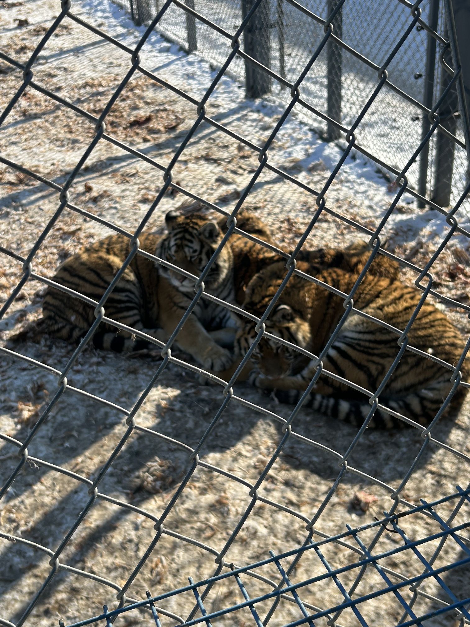 东北虎林园旅行图片 2