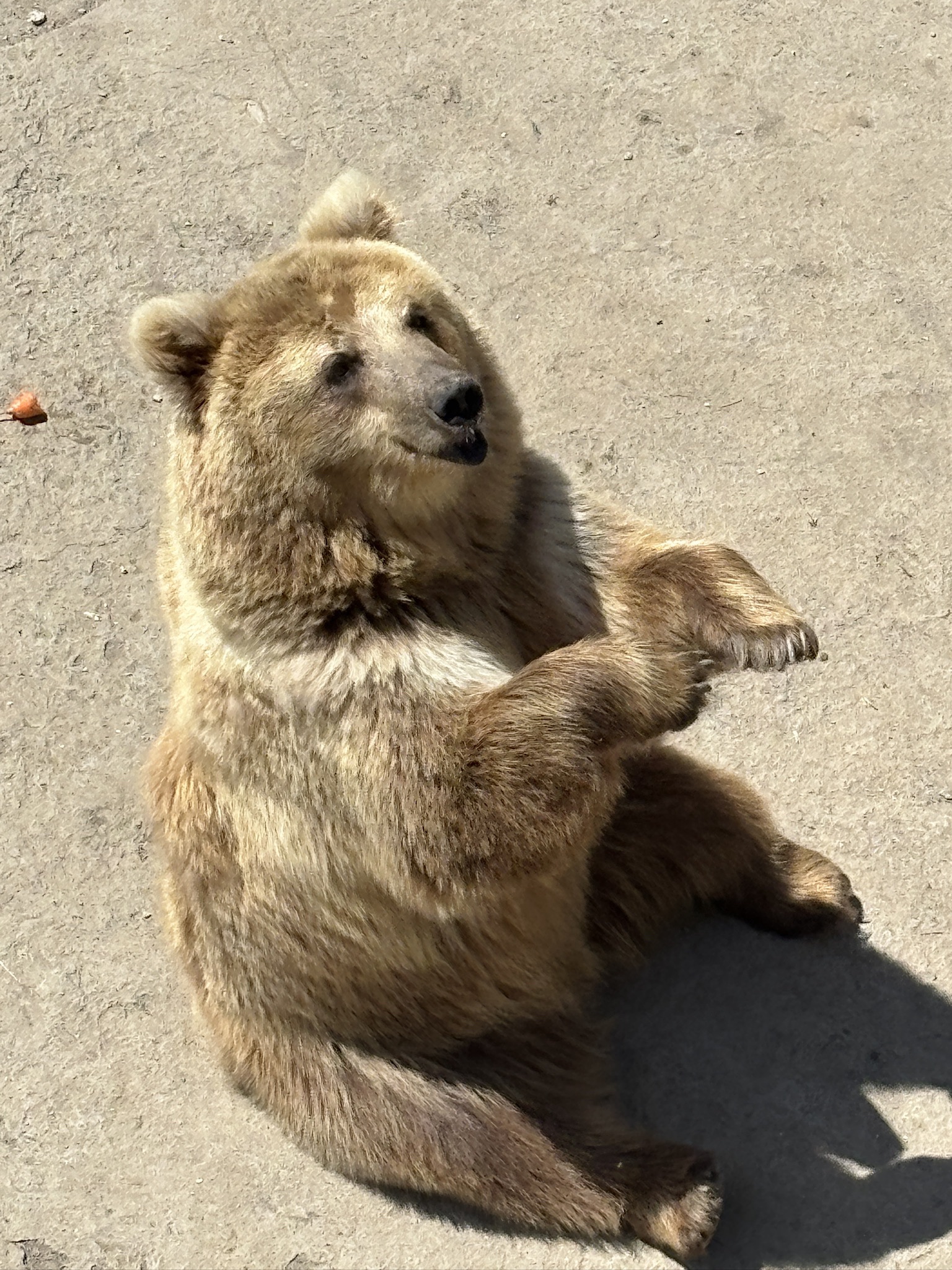 哈尔滨北方森林动物园旅行图片 1