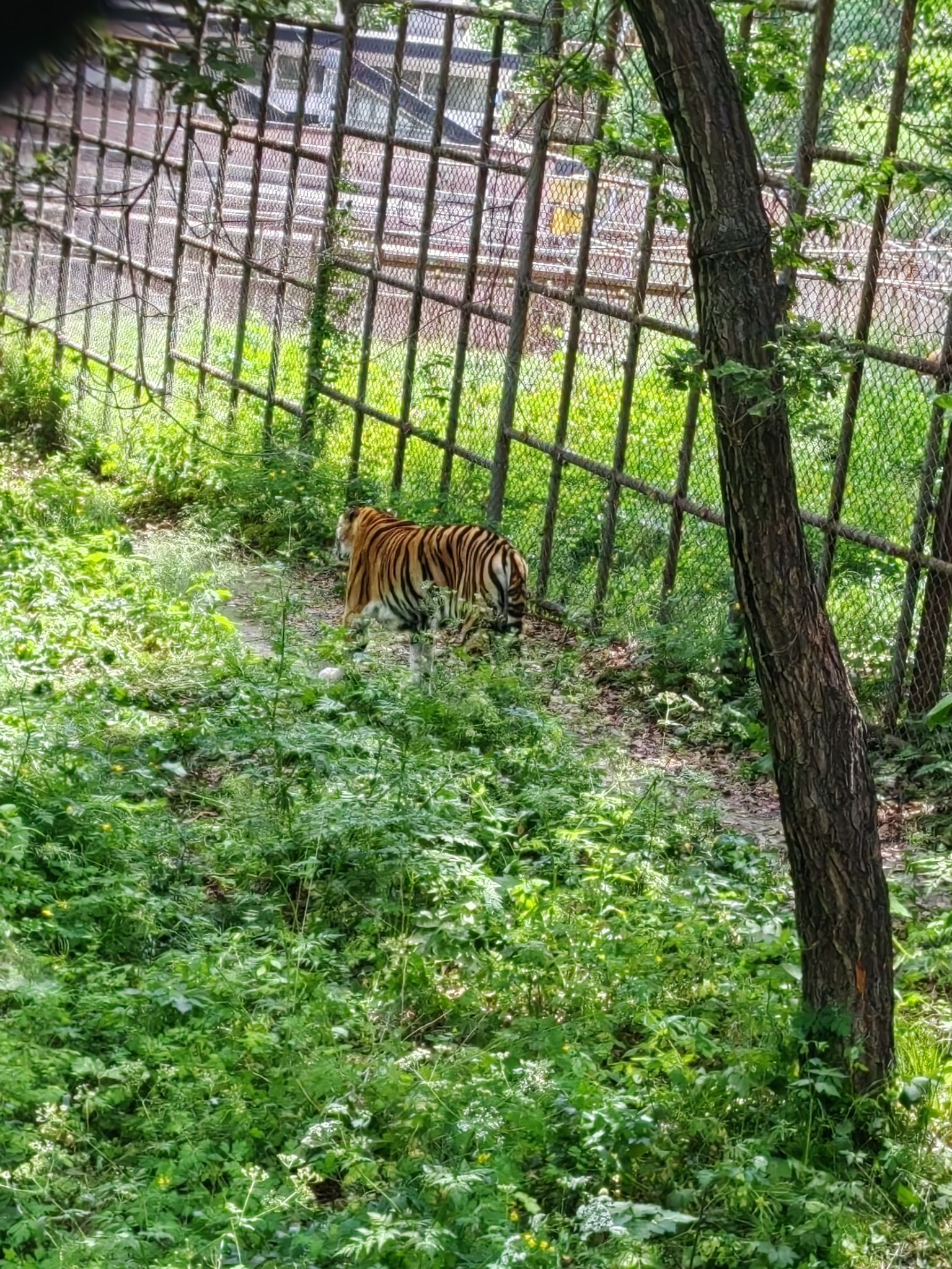 哈尔滨北方森林动物园旅行图片 2