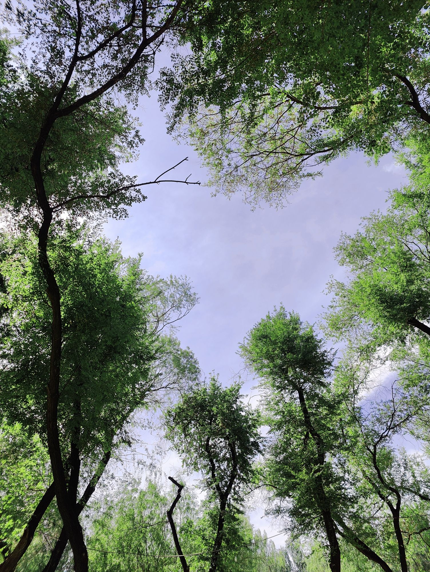 顾乡公园旅行图片 3