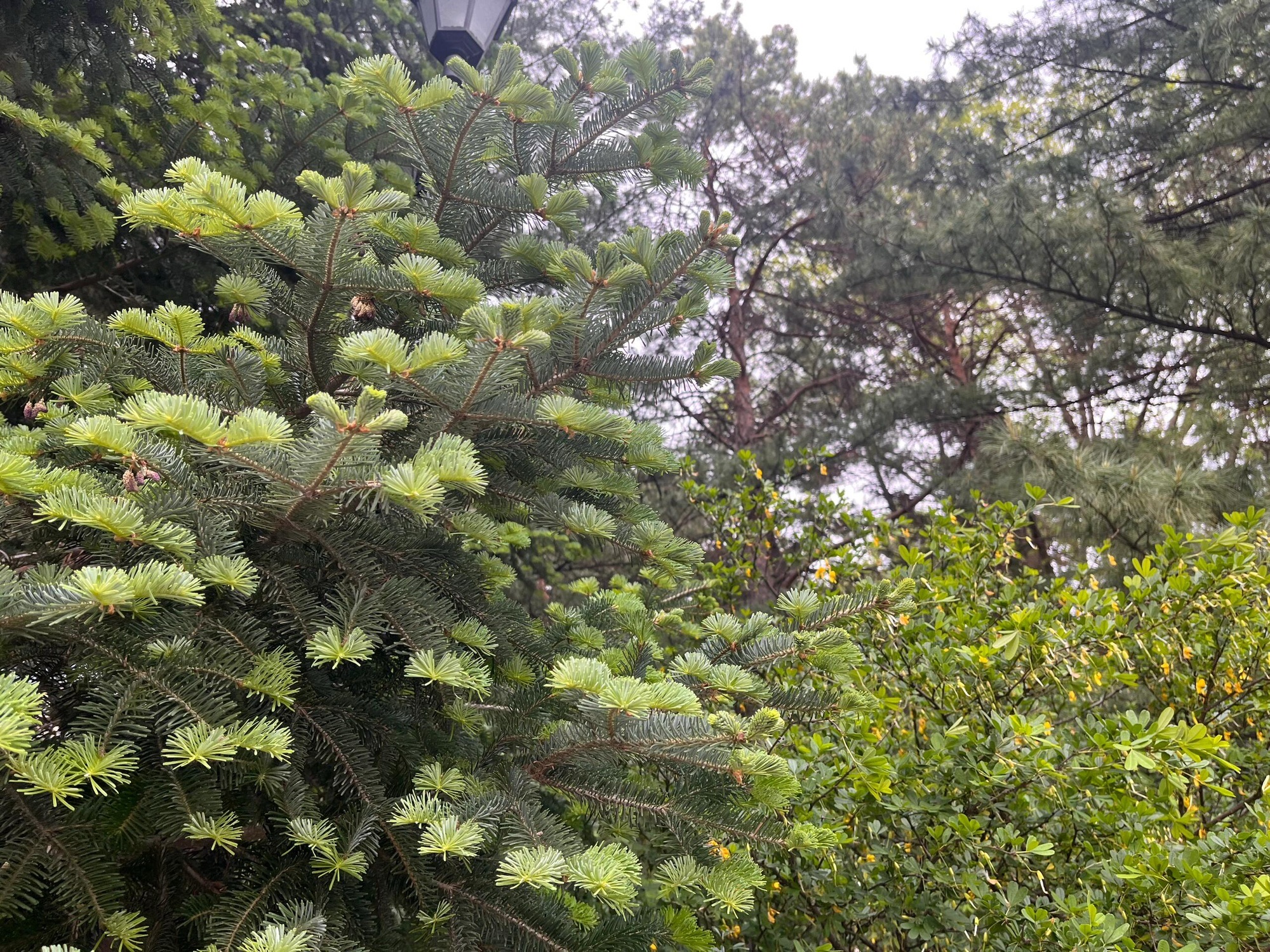 黑龙江省森林植物园(暂停开放)旅行图片 1