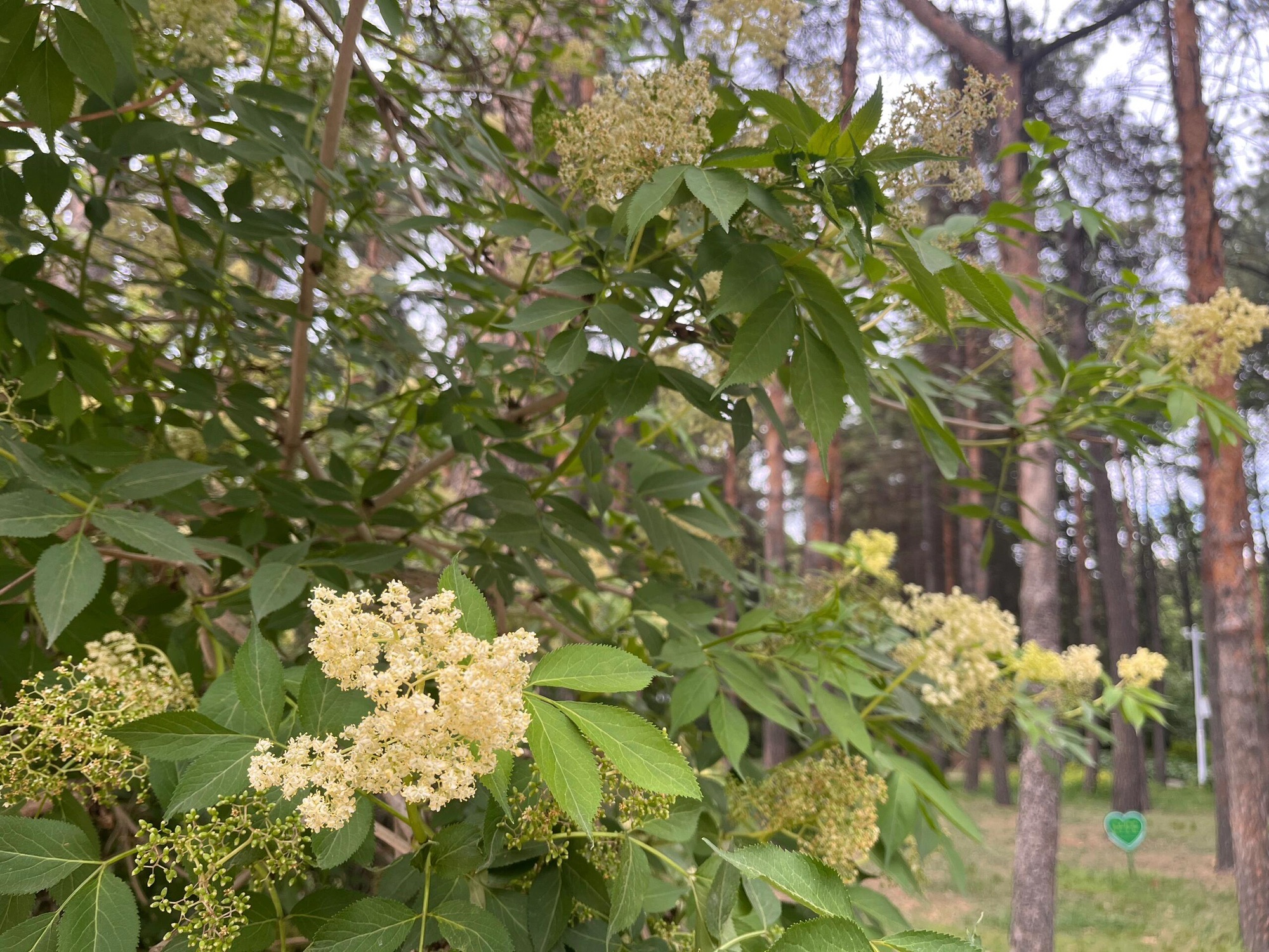 黑龙江省森林植物园(暂停开放)旅行图片 2