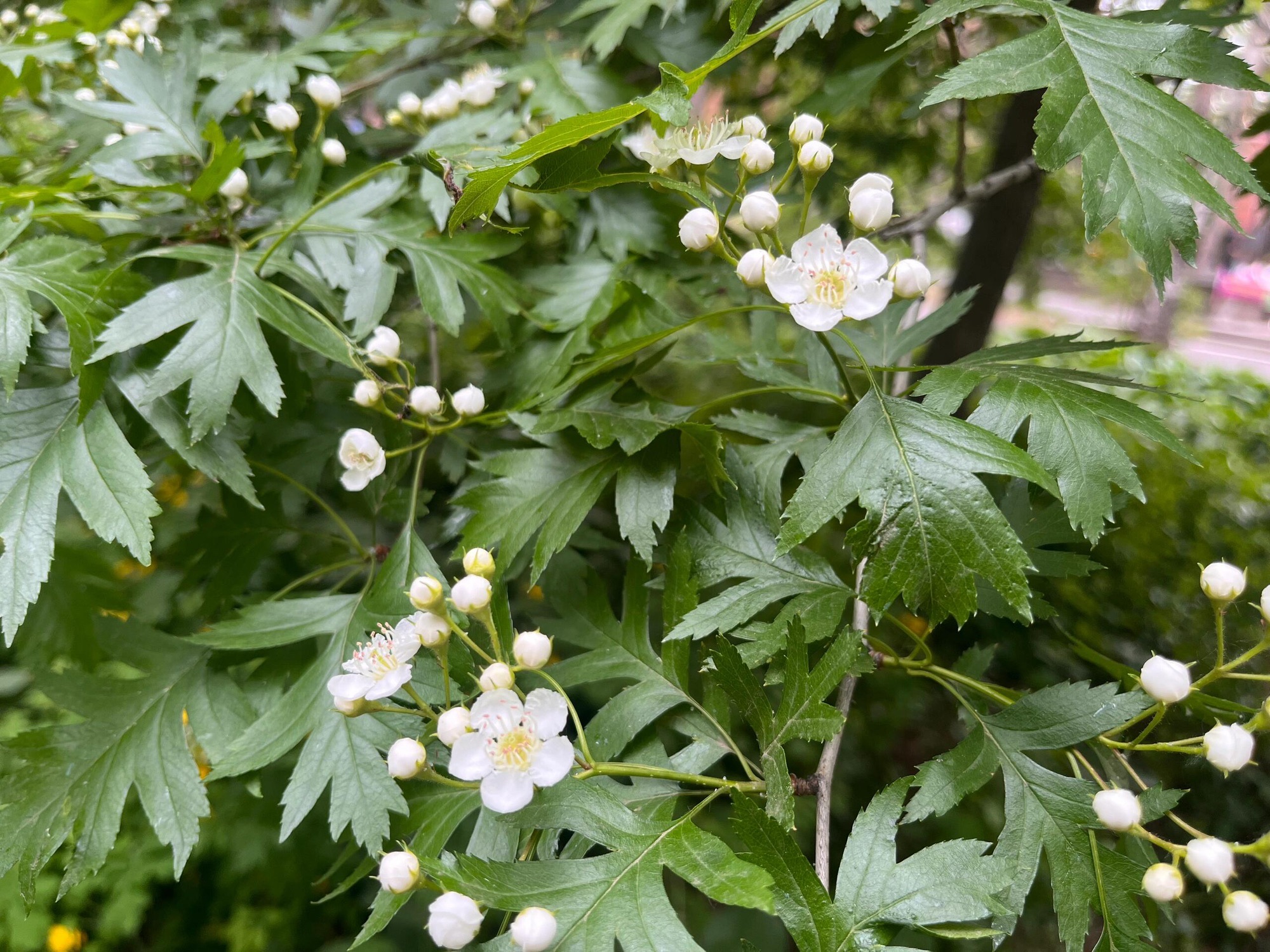 黑龙江省森林植物园(暂停开放)旅行图片 3