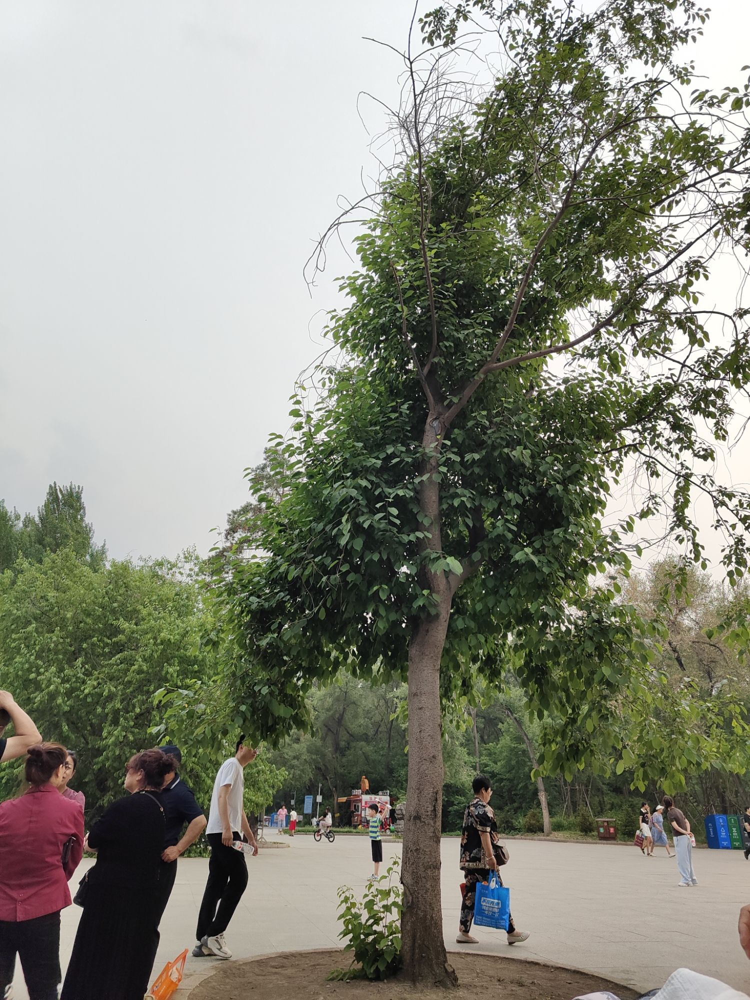 黑龙江省森林植物园(暂停开放)旅行图片 1