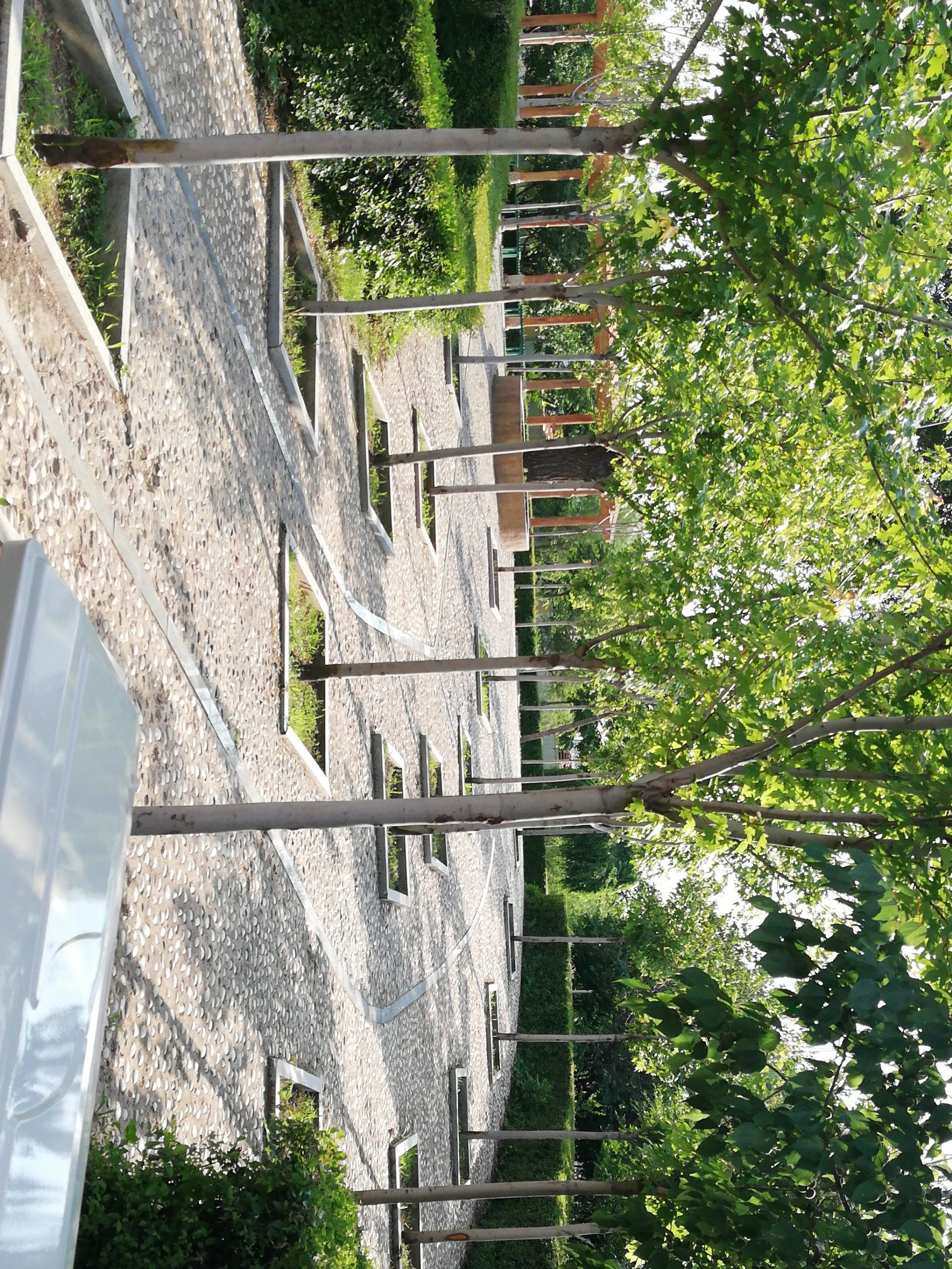 天池丁香公园旅行图片 1