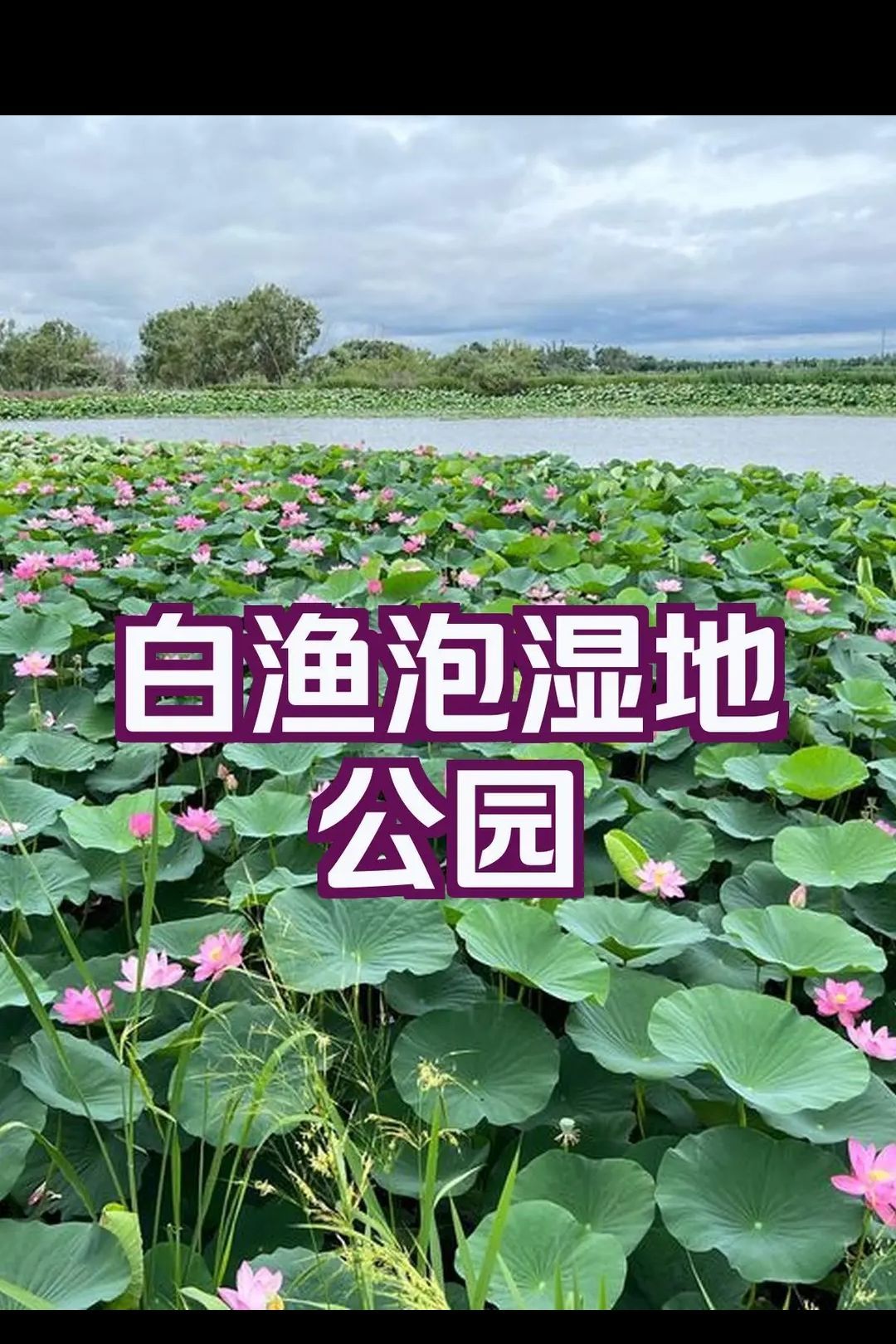 白渔泡湿地公园(暂停开放)旅行图片 1