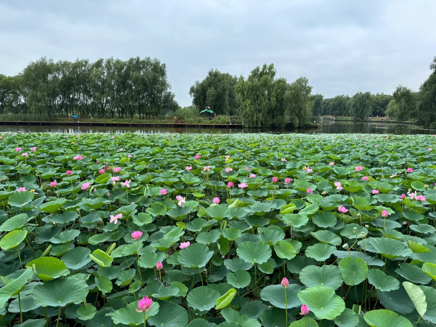 白渔泡湿地公园(暂停开放)旅行图片 2