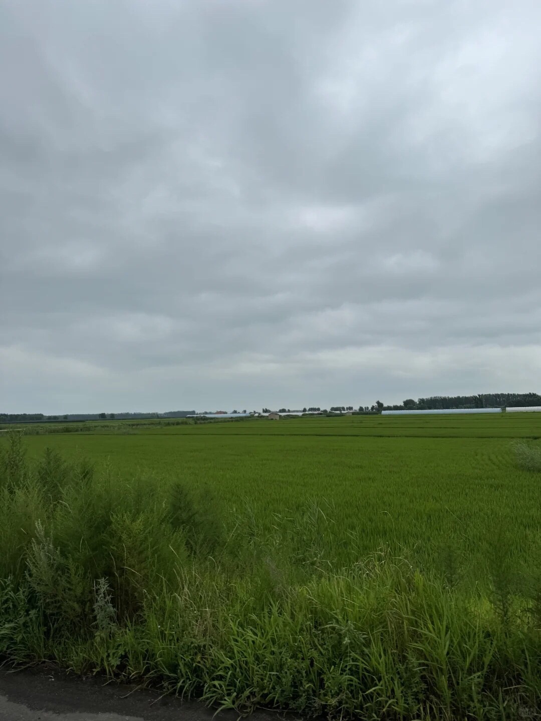白渔泡湿地公园(暂停开放)旅行图片 3