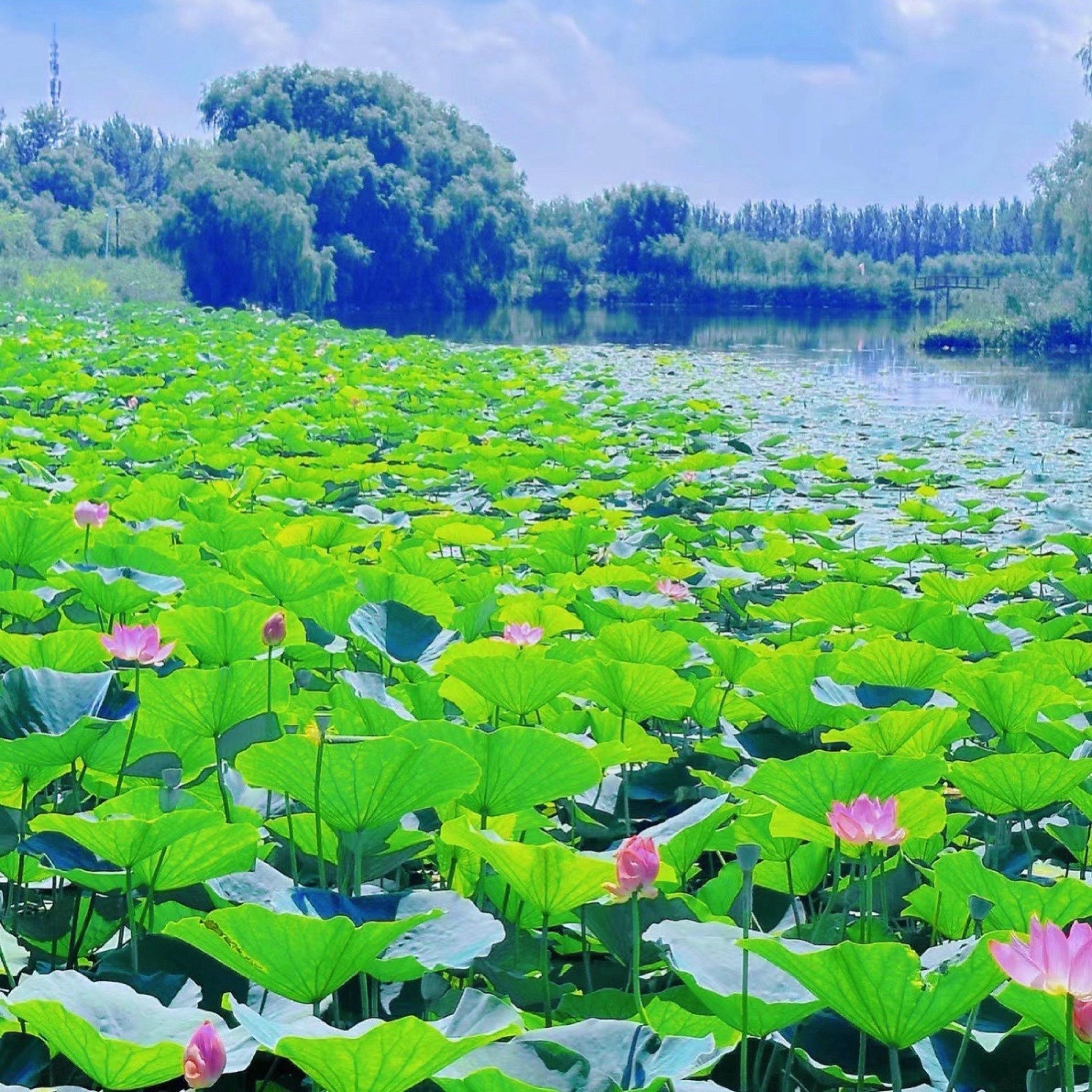 白渔泡湿地公园(暂停开放)旅行图片 3