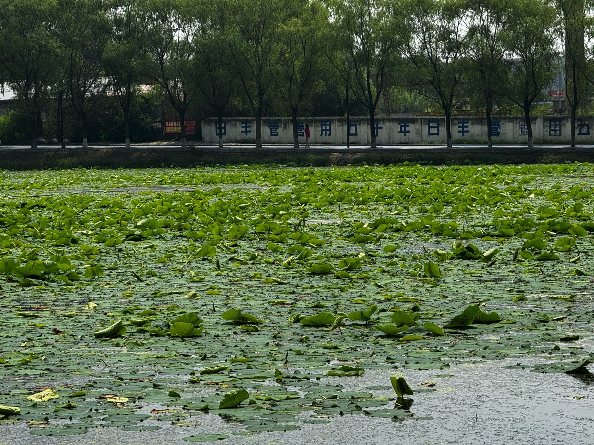 西郊公园旅行图片 1