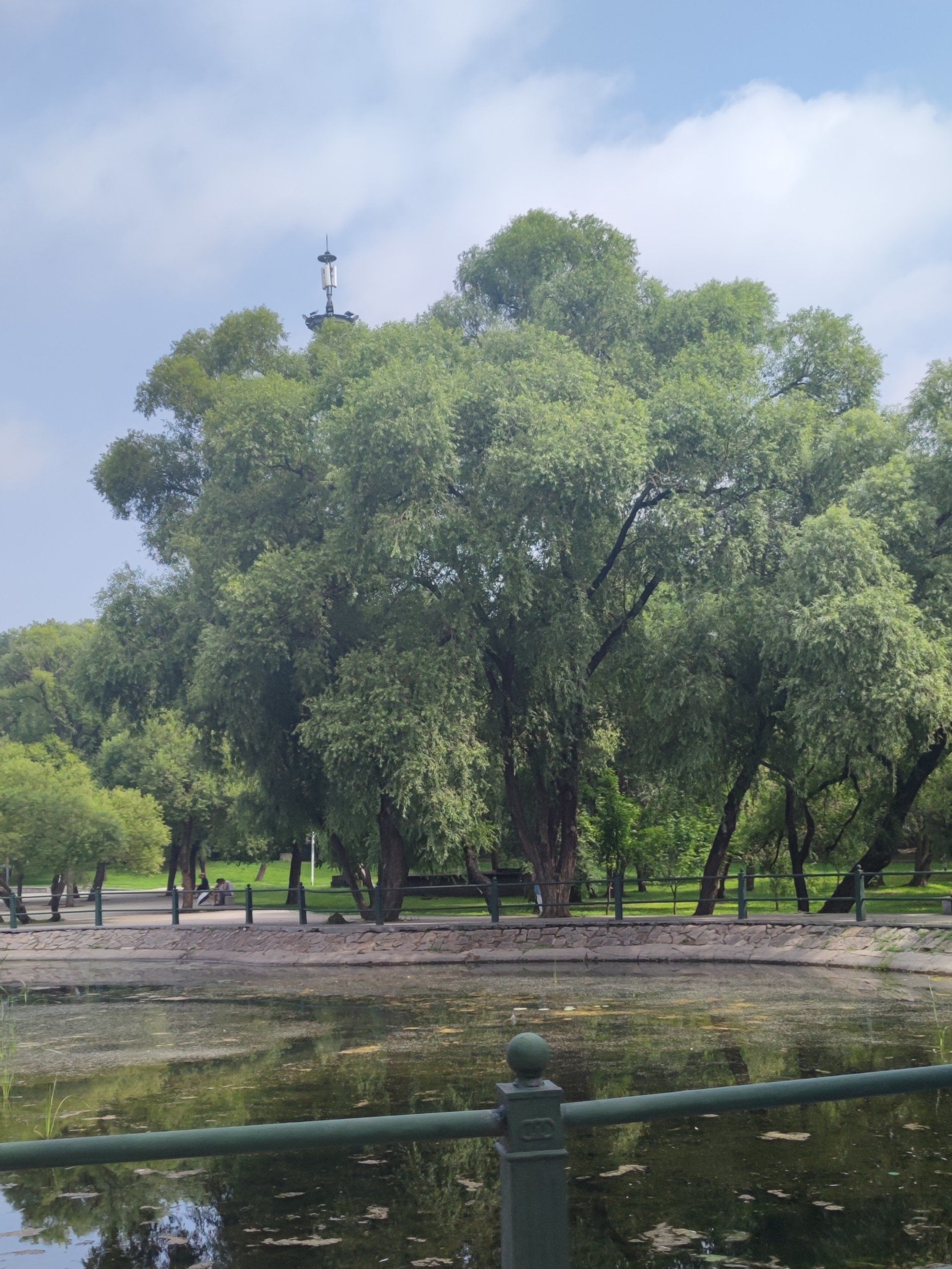 翠柳公园旅行图片 1