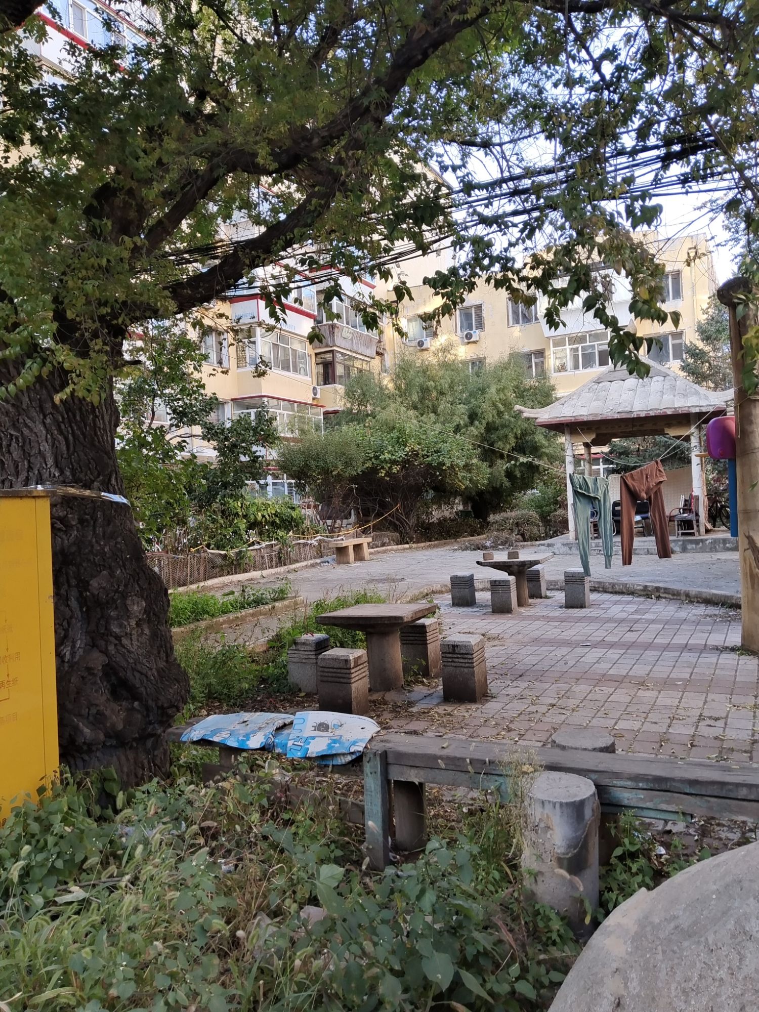 白桦园旅行图片 2