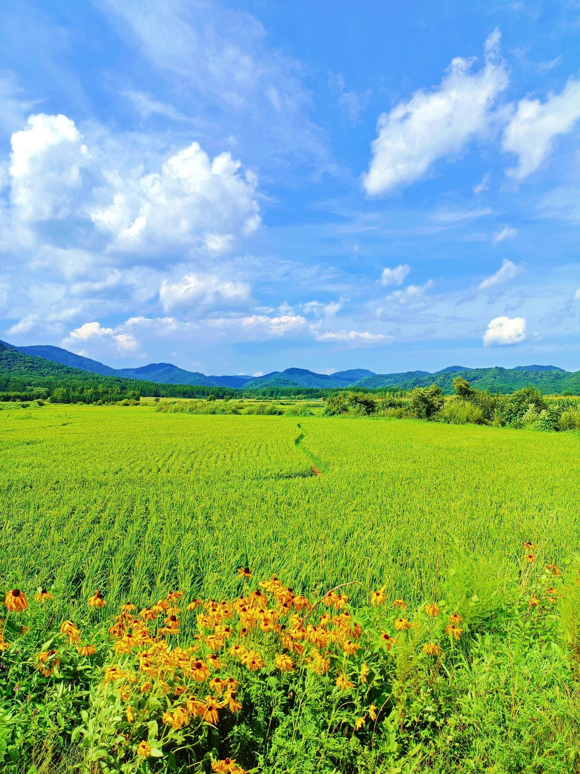 金龙山国家森林公园旅行图片 1