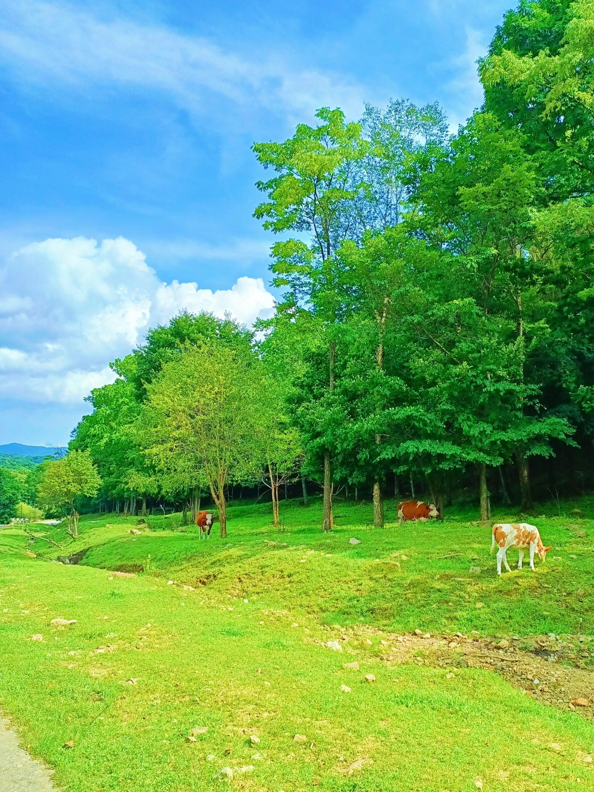 金龙山国家森林公园旅行图片 3