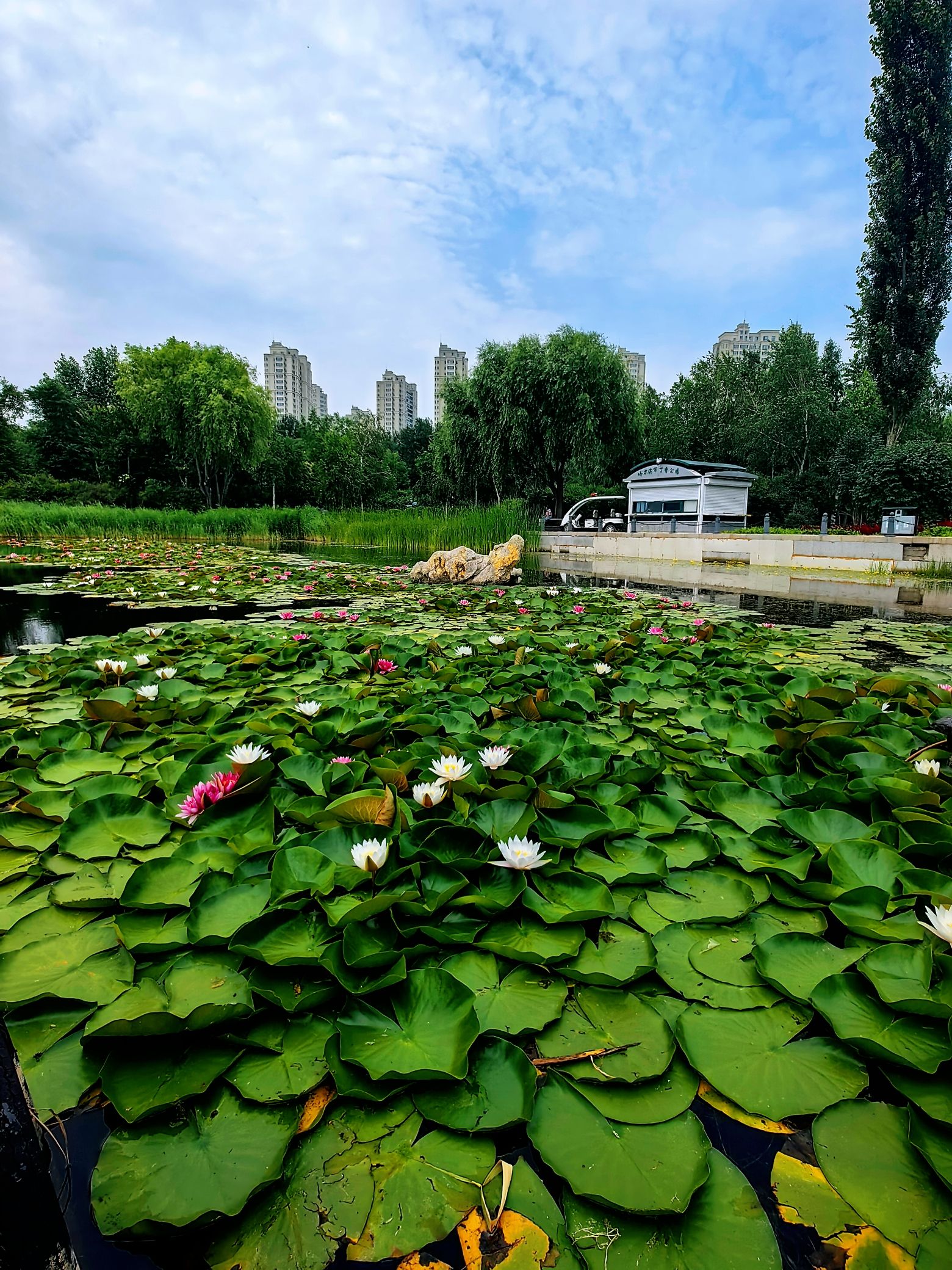丁香公园旅行图片 3
