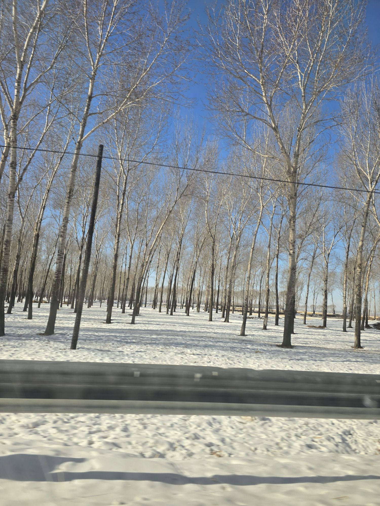 泰来公园旅行图片 1