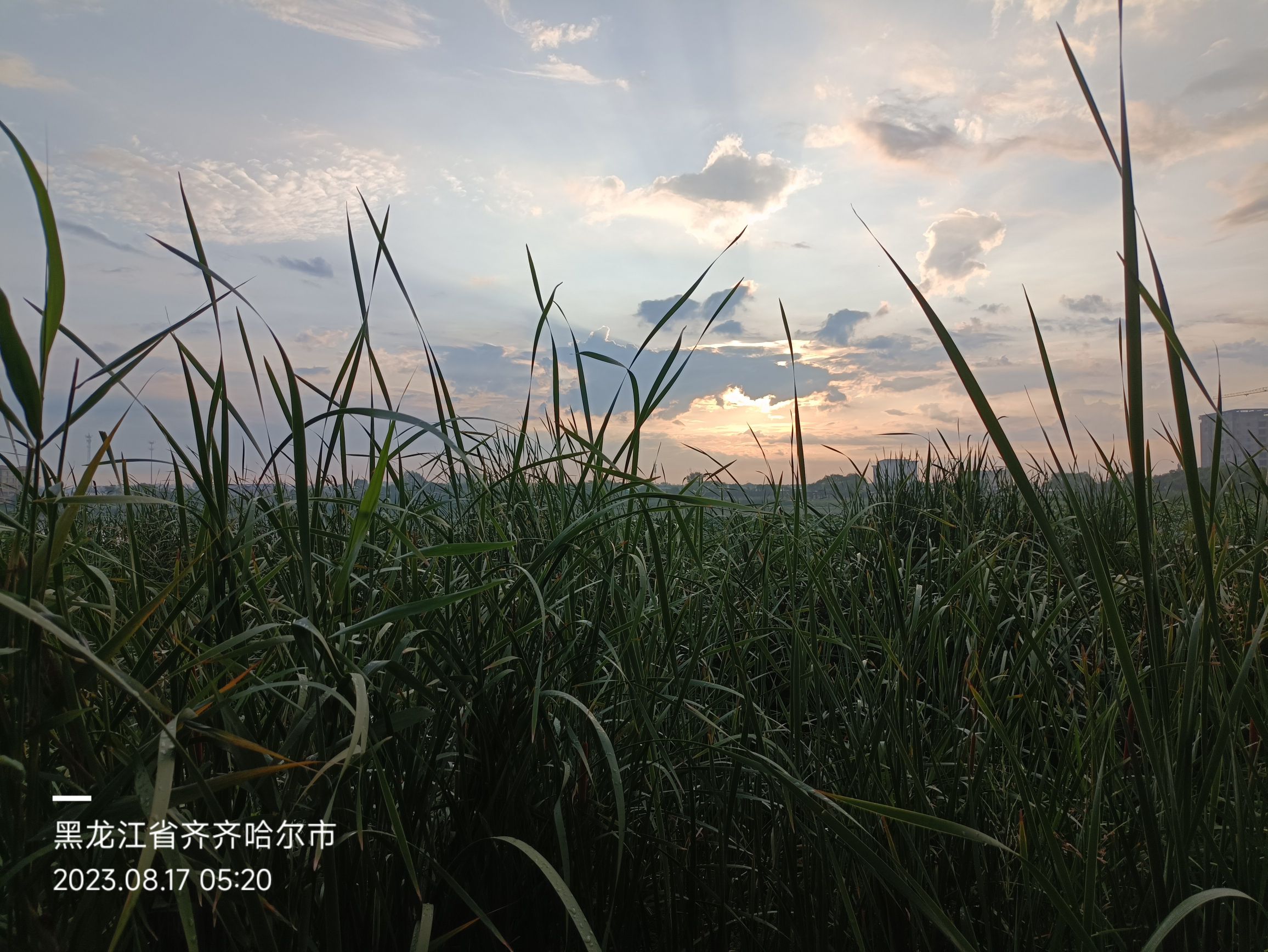 为民湖绿色生态园旅行图片 2