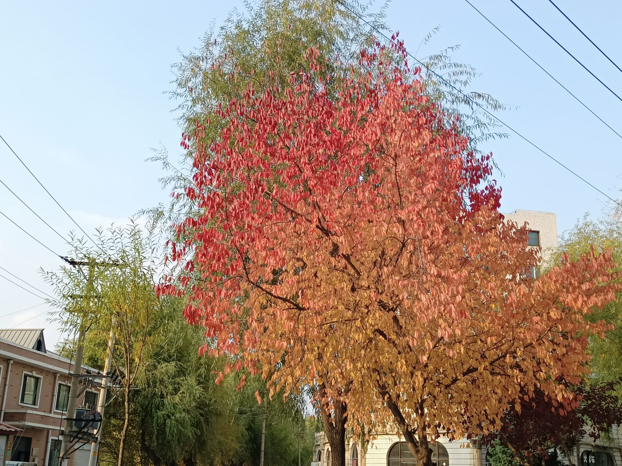 人民公园旅行图片 2