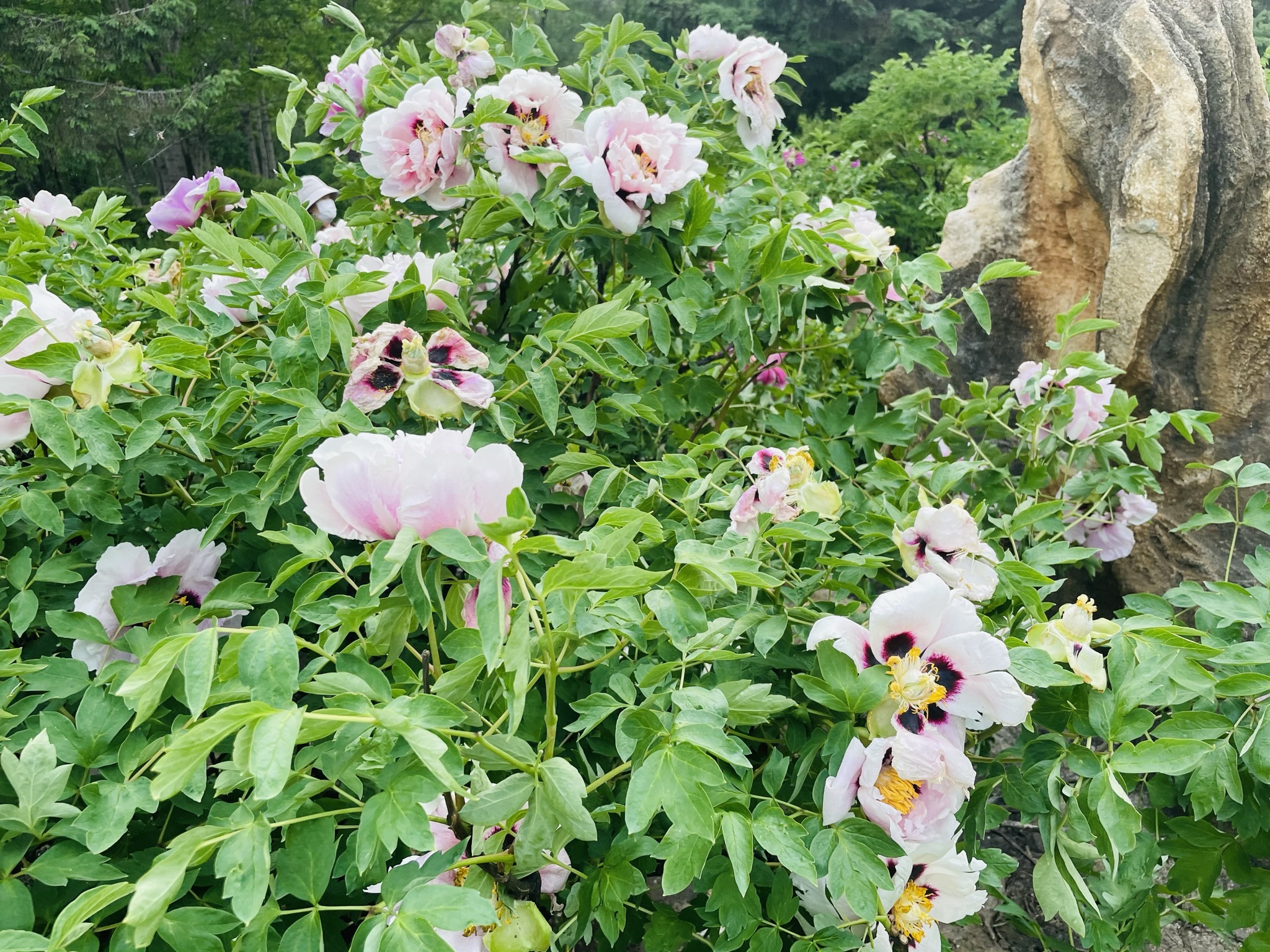 人民公园旅行图片 2