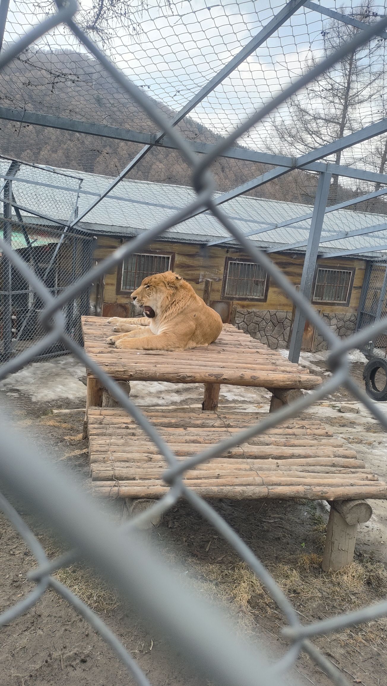 横道河子东北虎林园旅行图片 1