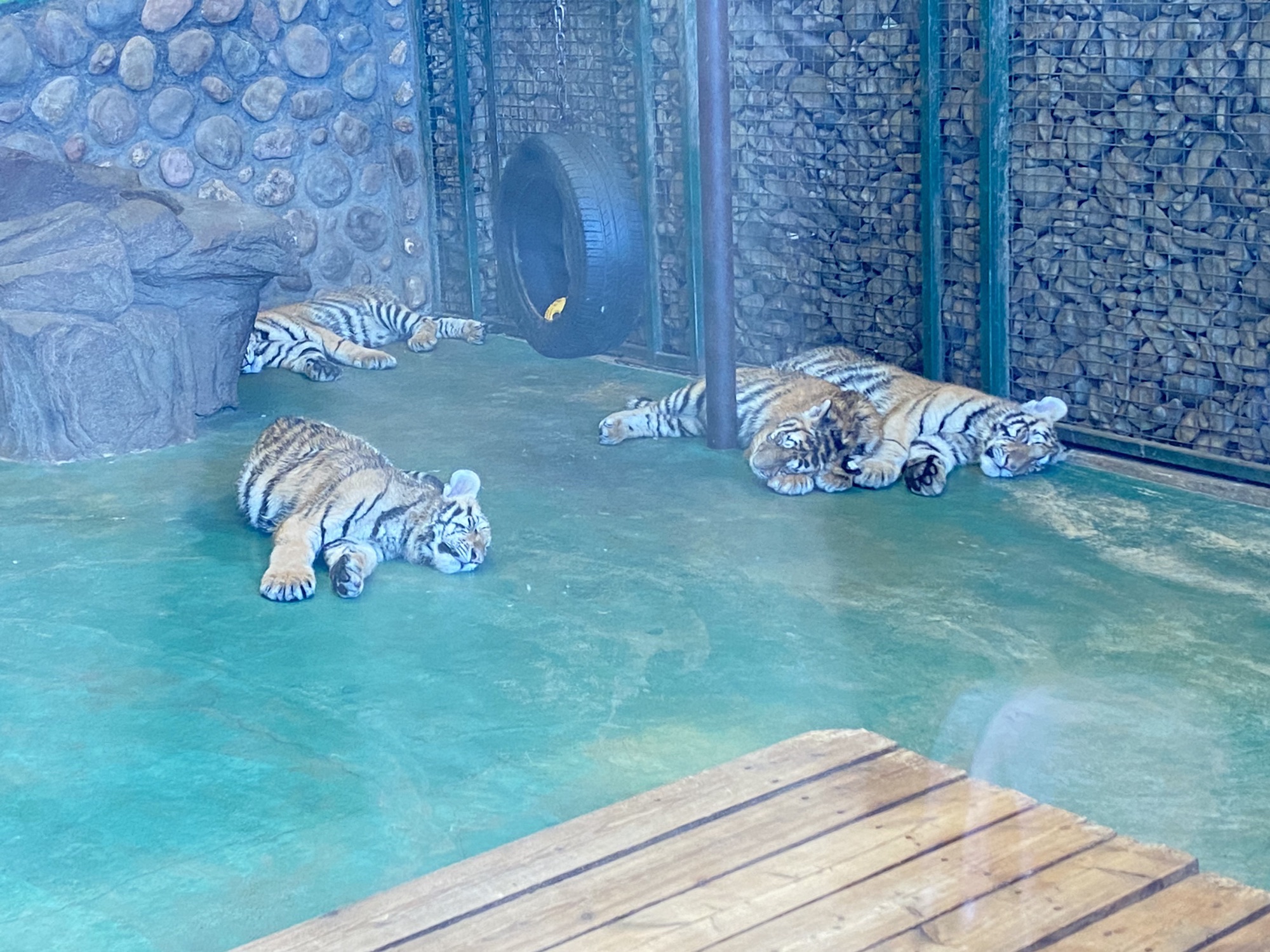 横道河子东北虎林园旅行图片 2