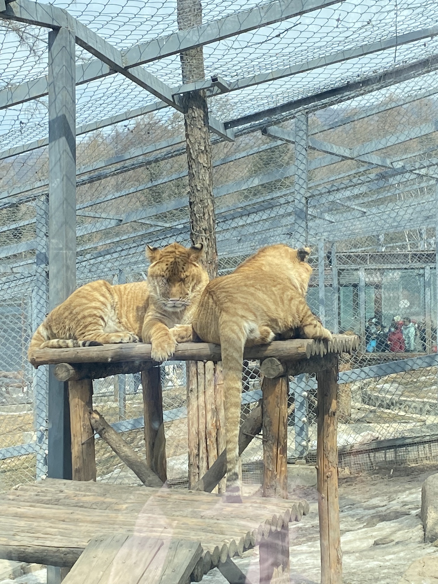 横道河子东北虎林园旅行图片 3