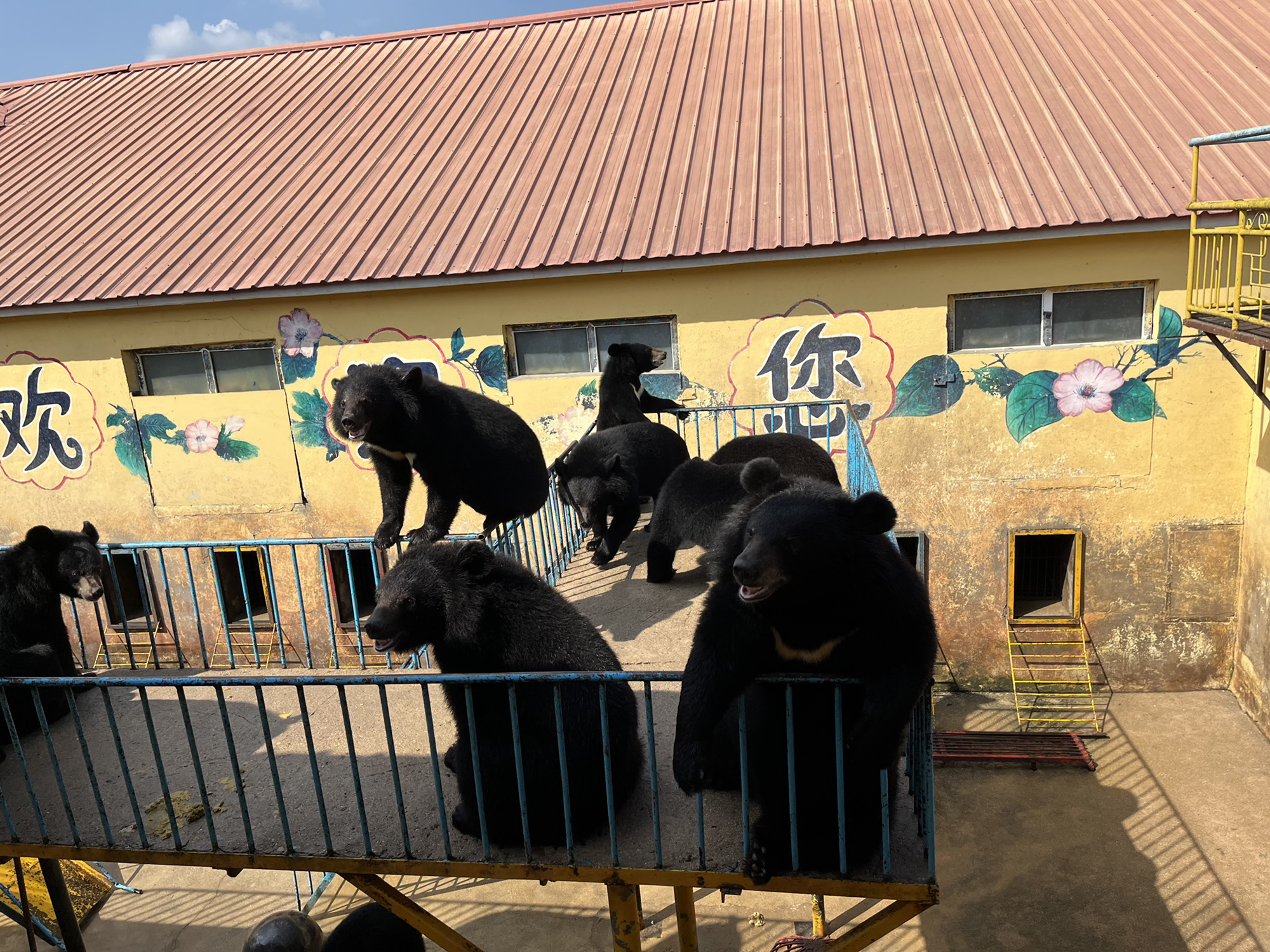 黑宝熊乐园(暂停开放)旅行图片 3