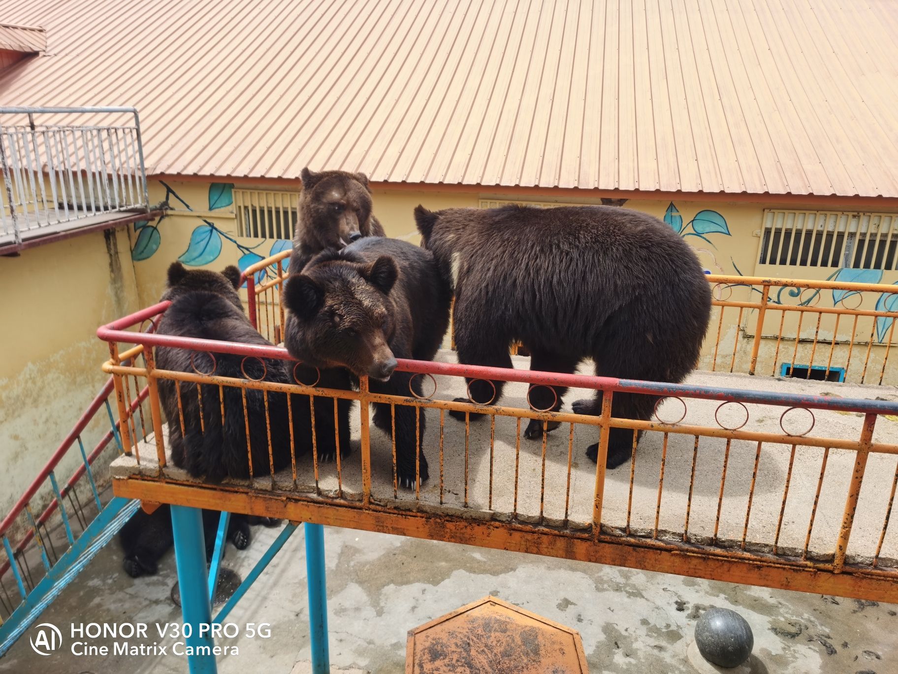 黑宝熊乐园(暂停开放)旅行图片 2