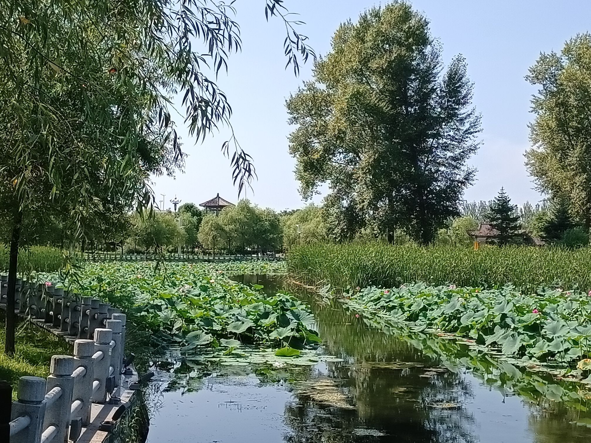 桦西湖公园旅行图片 2