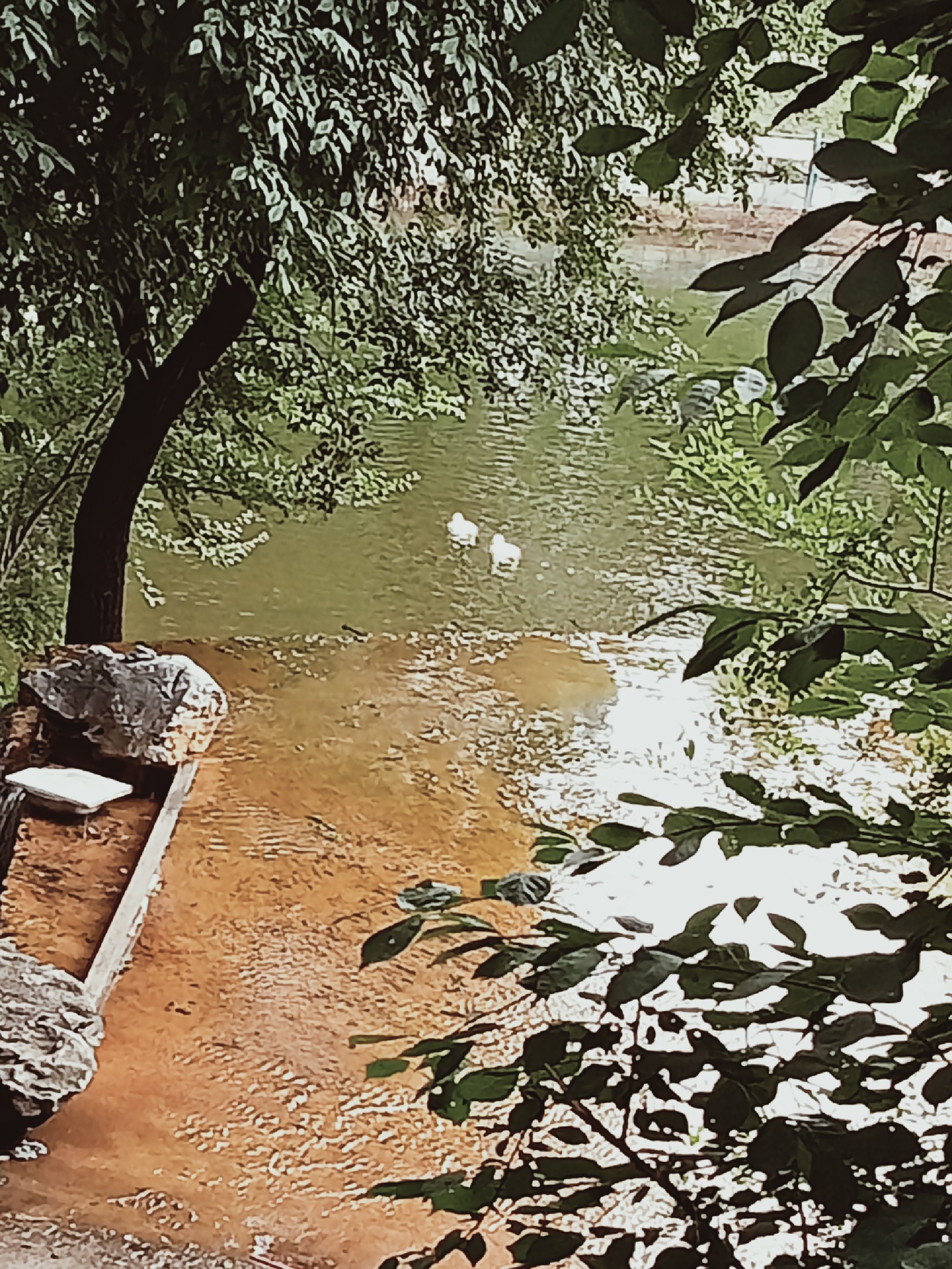 丁玲公园旅行图片 1
