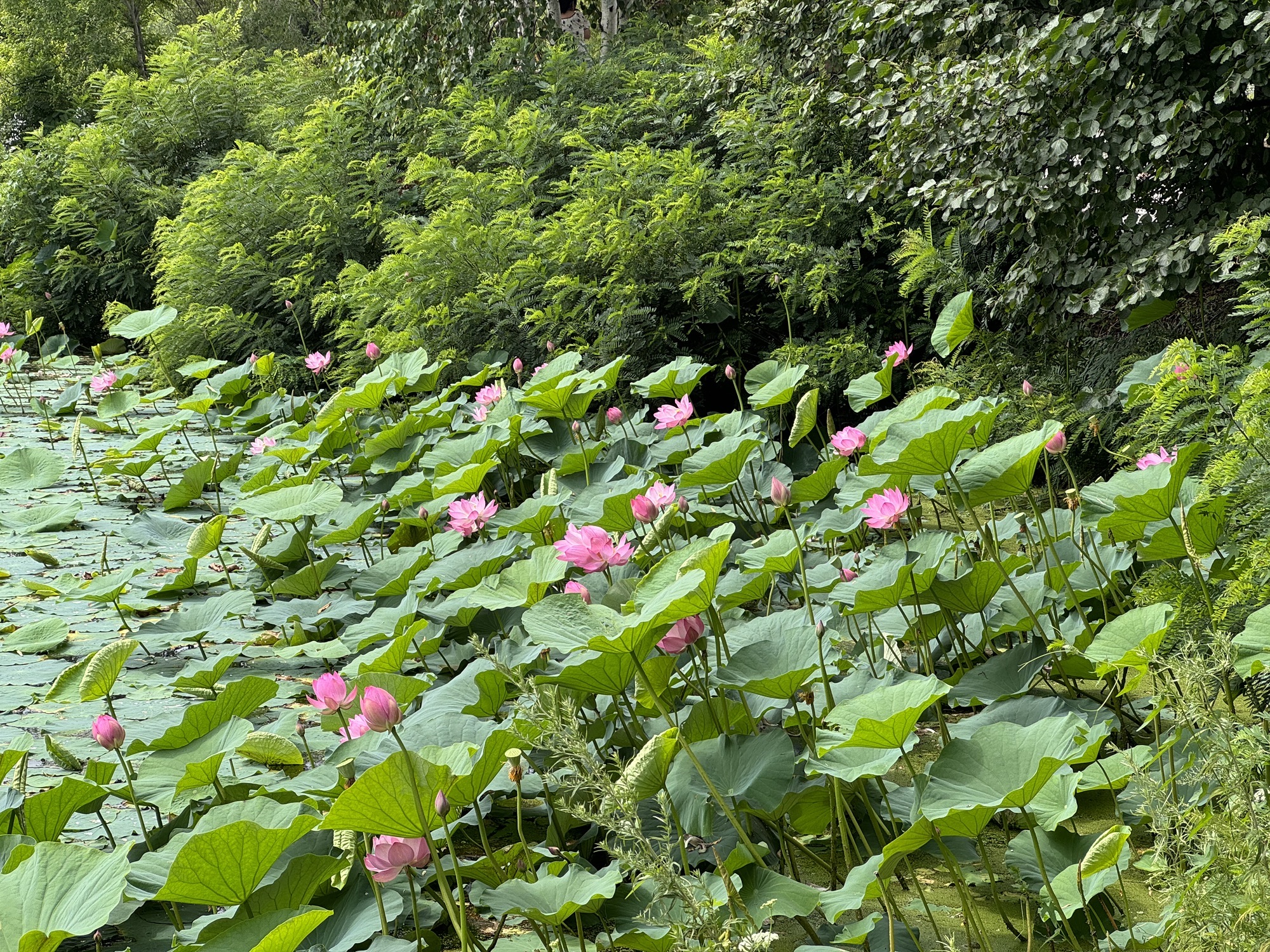 丁玲公园旅行图片 2