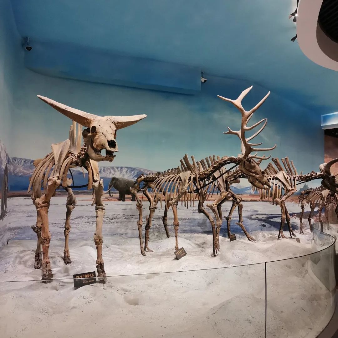 绥化博物馆旅行图片 1