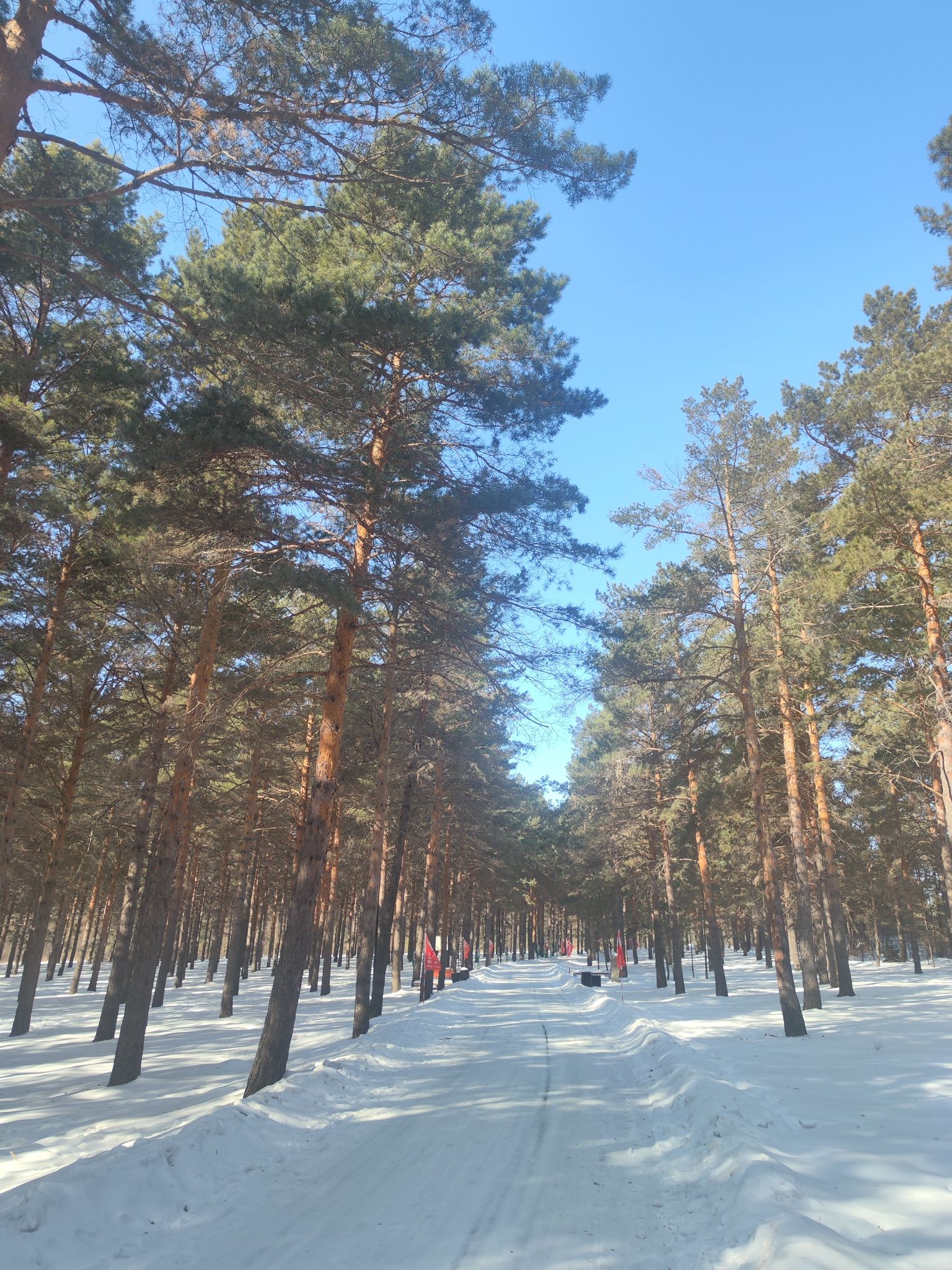 嫩江高峰森林公园旅行图片 2