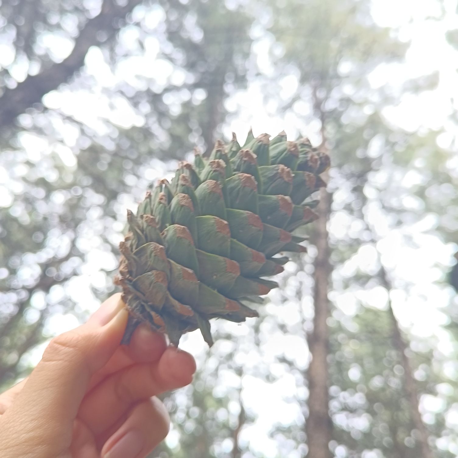 北山公园旅行图片 3