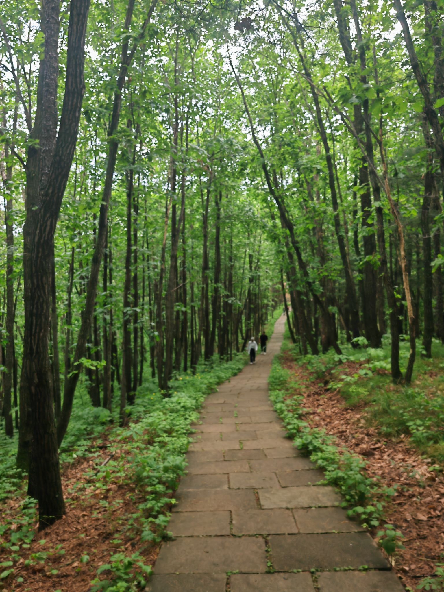 小兴安岭植物园旅行图片 2