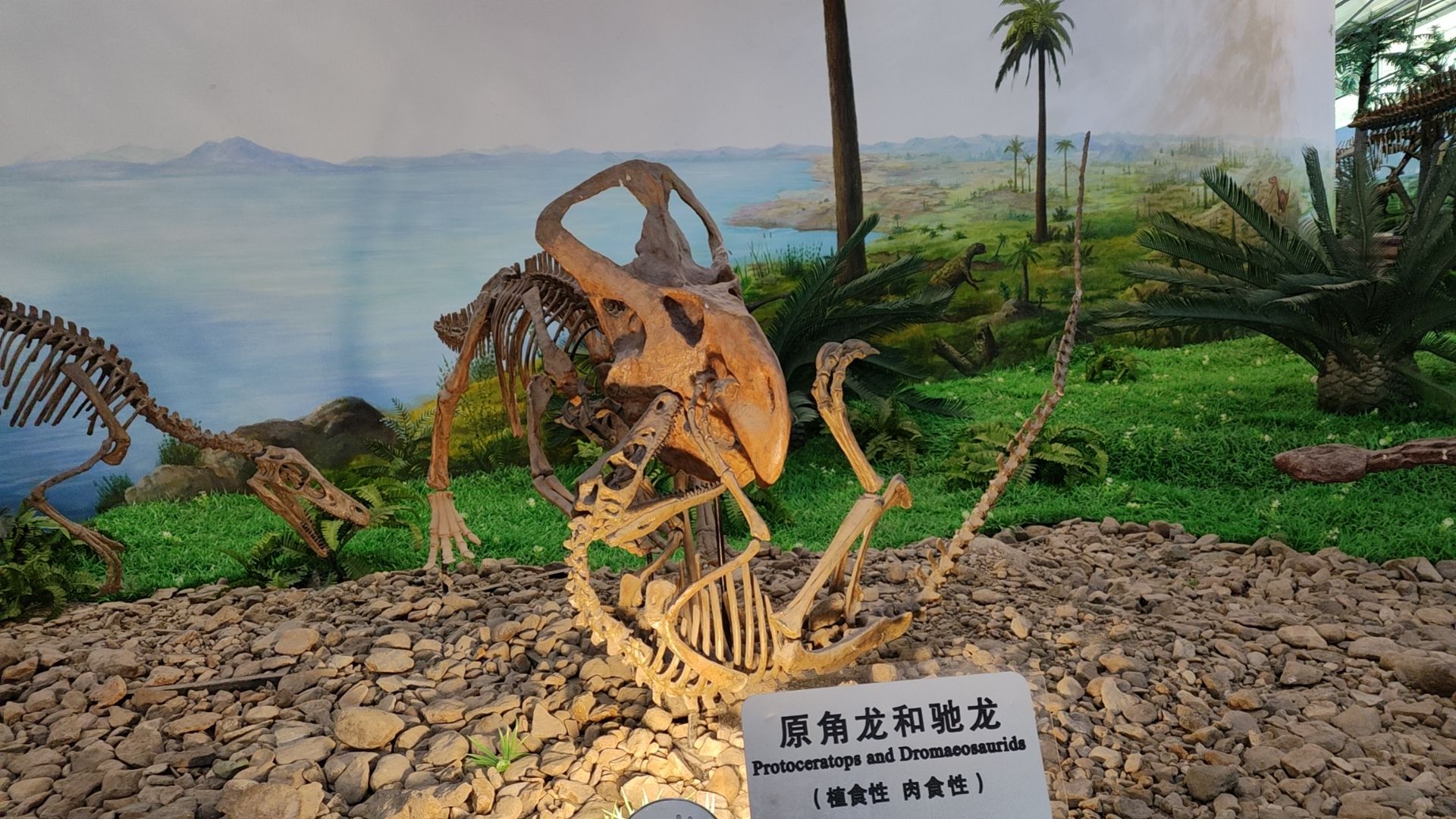 黑龙江嘉荫恐龙国家地质公园旅行图片 2