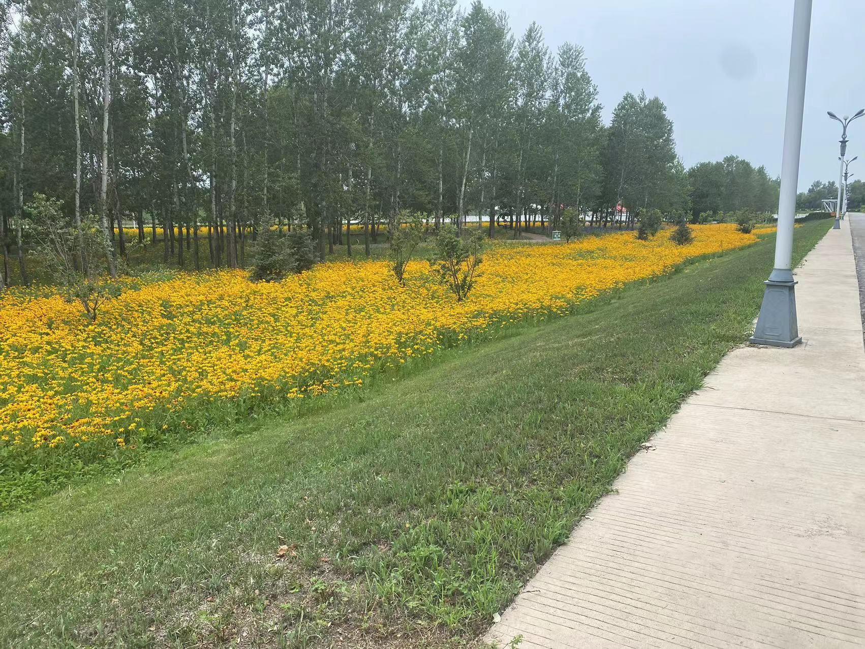 铁力公园旅行图片 3
