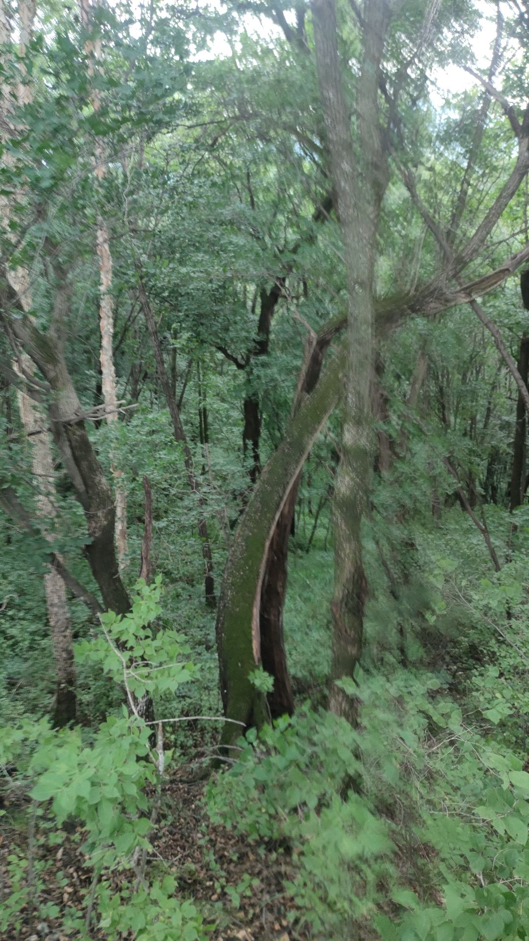 透龙山景区旅行图片 1
